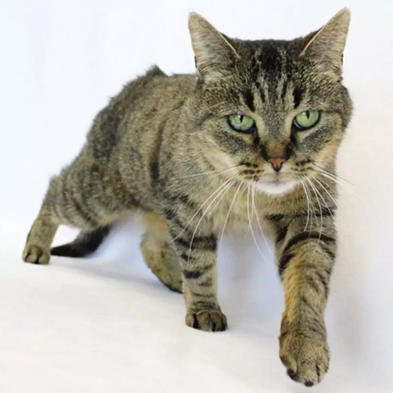 NAME: Corina
GENDER: Female
BREED: Domestic Short Hair
AGE: 10 years, 4 months
WEIGHT: 10 pounds
SPECIAL CONSIDERATIONS: None
REASON I CAME TO MHS: Homeless in Dearborn Heights
LOCATION: Premier Pet Supply of Novi
ID NUMBER: 793881