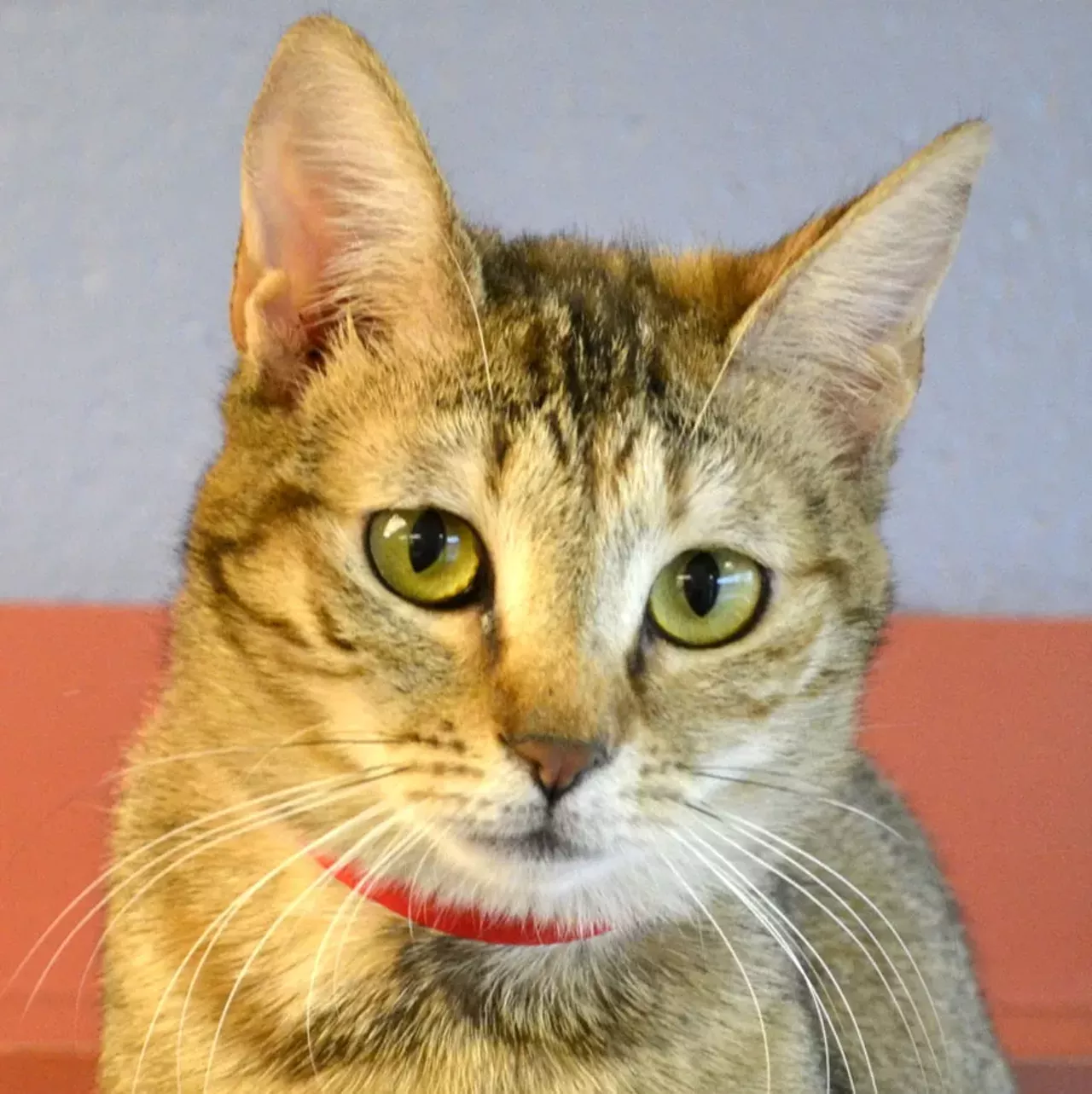 NAME: Carmen
GENDER: Female
BREED: Domestic Short Hair
AGE: 1 year, 1 month
WEIGHT: 6 pounds
SPECIAL CONSIDERATIONS: May prefer a home without children
REASON I CAME TO MHS: Agency transfer
LOCATION: Berman Center for Animal Care in Westland
ID NUMBER: 865899
