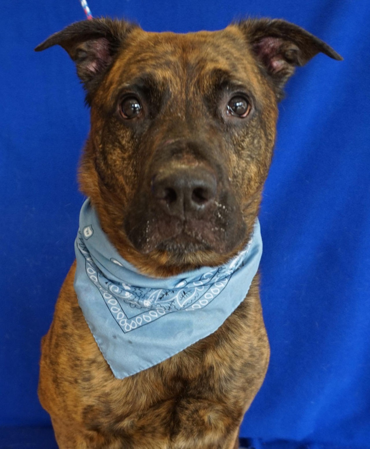 NAME: Buddy
GENDER: Male
BREED: Shepherd-Labrador mix
AGE: 6 years
WEIGHT: 60 pounds
SPECIAL CONSIDERATIONS: May prefer a home without children
REASON I CAME TO MHS: Agency transfer
LOCATION: Rochester Hills Center for Animal Care
ID NUMBER: 865838