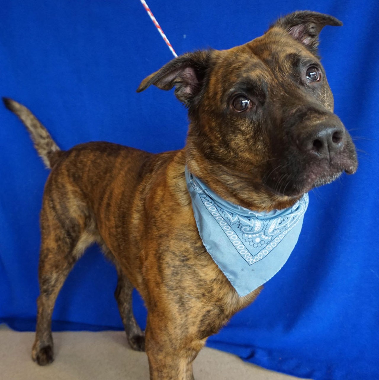 NAME: Buddy
GENDER: Male
BREED: Shepherd-Labrador mix
AGE: 6 years
WEIGHT: 60 pounds
SPECIAL CONSIDERATIONS: May prefer a home without children
REASON I CAME TO MHS: Agency transfer
LOCATION: Rochester Hills Center for Animal Care
ID NUMBER: 865838