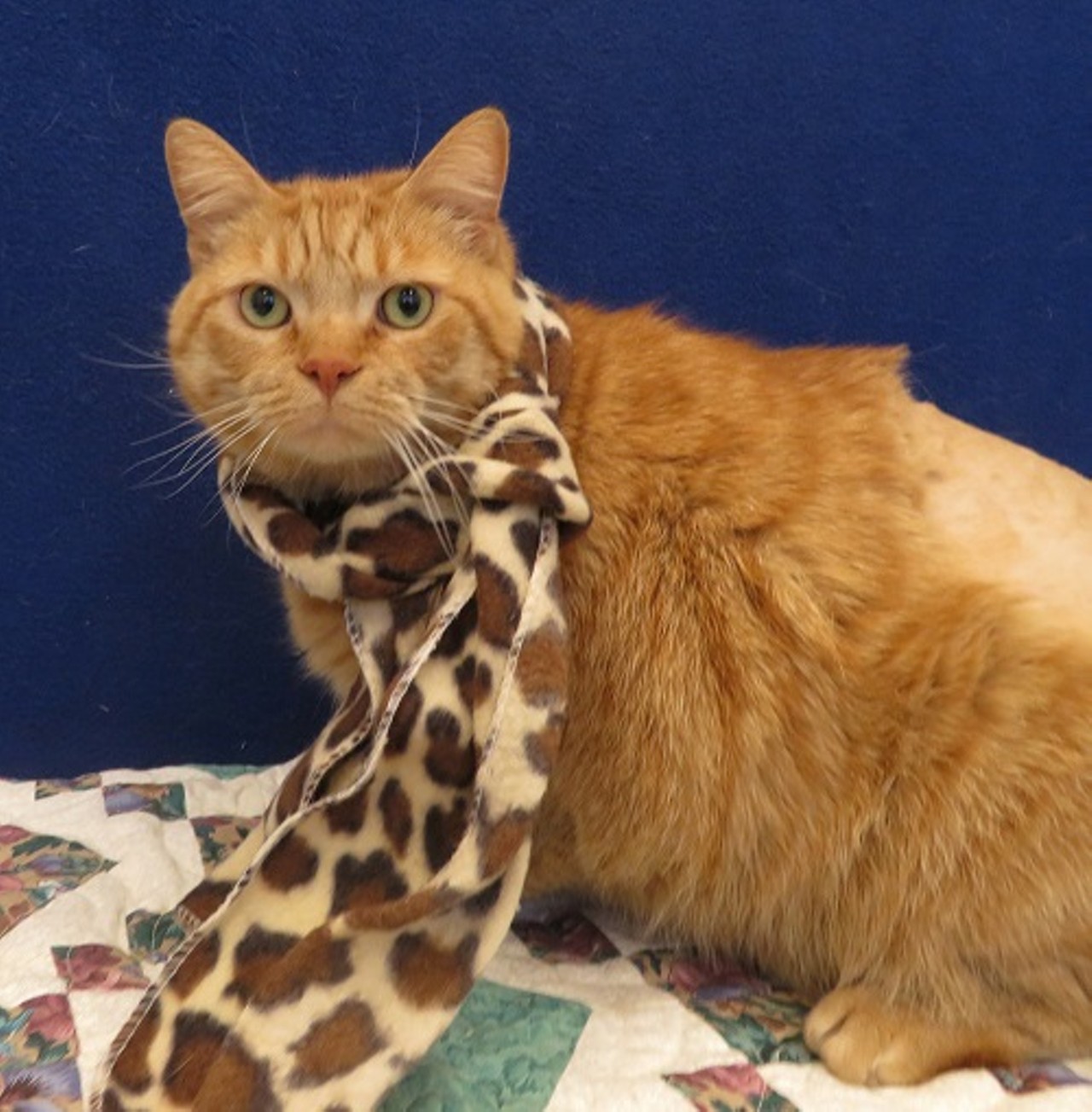 NAME: Alf
GENDER: Male
BREED: Domestic Short Hair
AGE: 8 years
WEIGHT: 19 pounds
SPECIAL CONSIDERATIONS: None
REASON I CAME TO MHS: Owner surrender
LOCATION: Petco of Sterling Heights
ID NUMBER: 864302