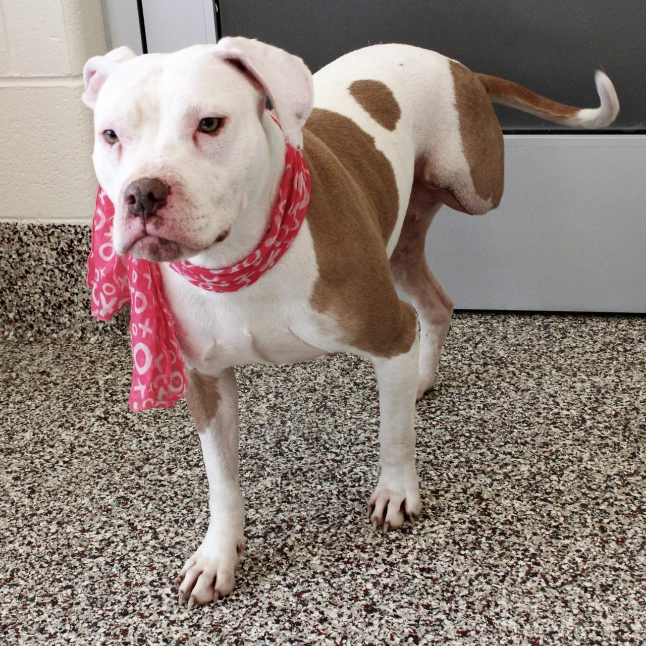 NAME: Lilith
GENDER: Female
BREED: Pit Bull Terrier
AGE: 2 years, 8 months
WEIGHT: 46 pounds
SPECIAL CONSIDERATIONS: None
REASON I CAME TO MHS: Homeless and injured in Detroit
LOCATION: Mackey Center for Animal Care
ID NUMBER: 861808
DETAILS: Click here