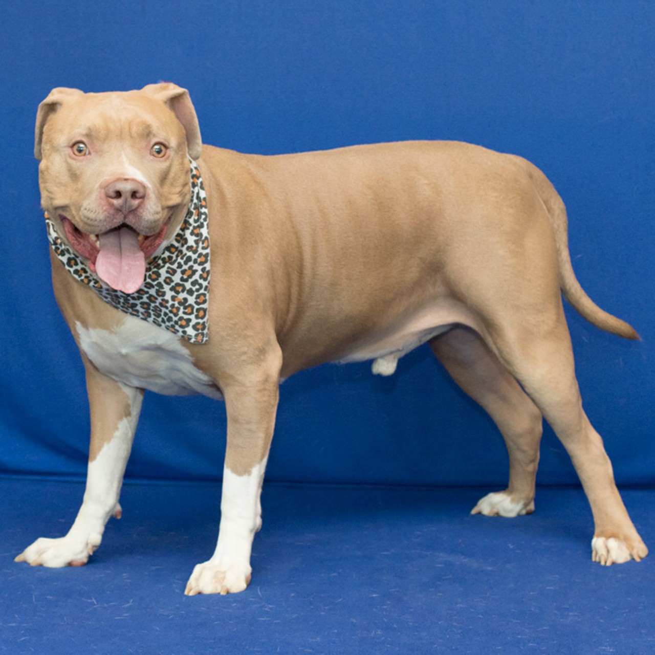 NAME: Gage
GENDER: Male
BREED: Pit Bull Terrier
AGE: 5 years
WEIGHT: 87 pounds
SPECIAL CONSIDERATIONS: None
REASON I CAME TO MHS: Owner surrender
LOCATION: Berman Center for Animal Care in Westland
ID NUMBER: 865068