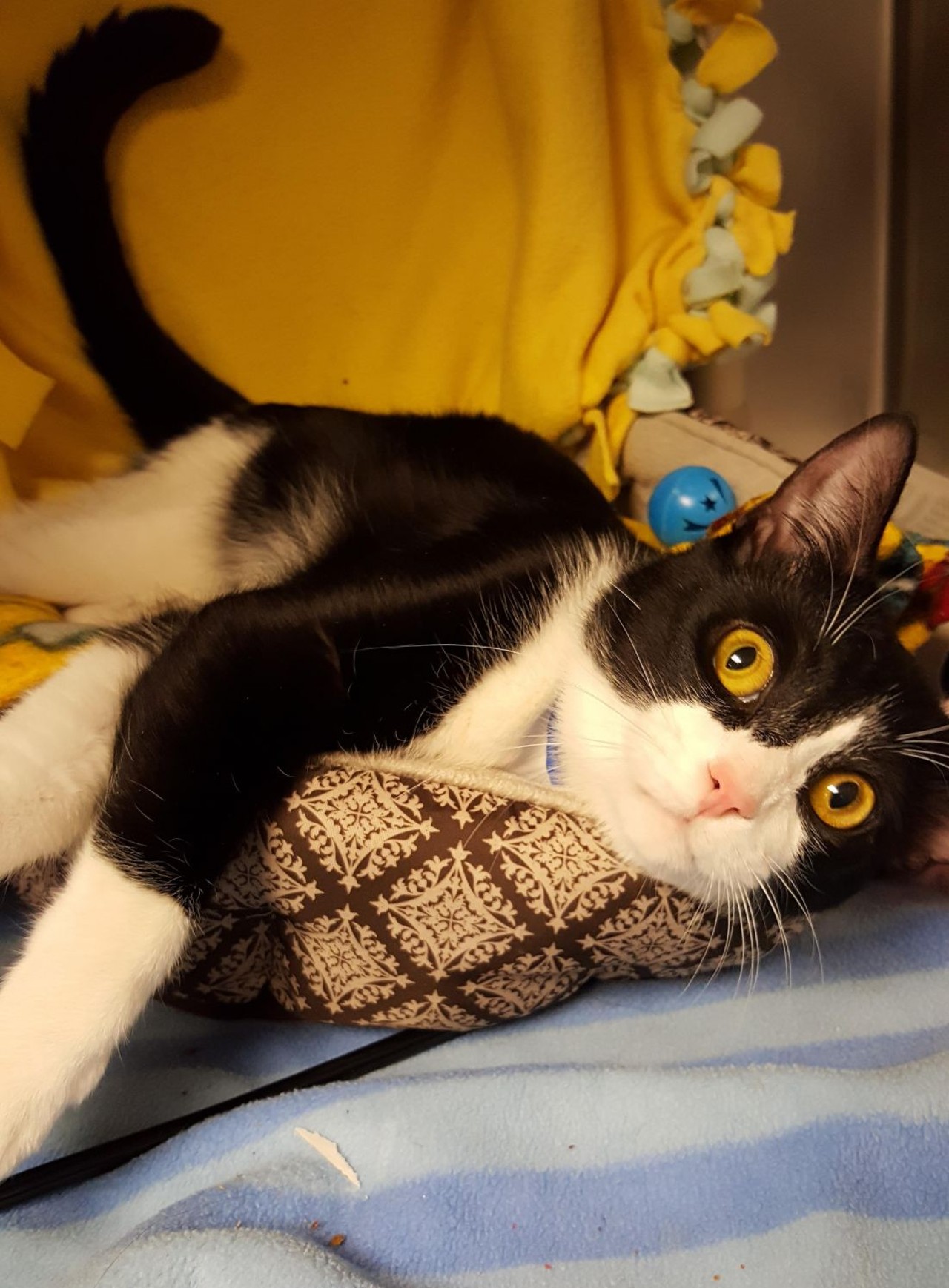 NAME: Rudy
GENDER: Male
BREED: Domestic Short Hair
AGE: 1 years, 4 months
WEIGHT: 9 pounds
SPECIAL CONSIDERATIONS: None
REASON I CAME TO MHS: Owner surrender
LOCATION: Rochester Hills Center for Animal Care
ID NUMBER: 864282