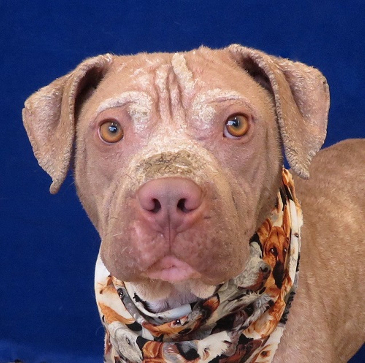 NAME: Biscuit
GENDER: Male
BREED: Pit Bull Terrier
AGE: 10 months
WEIGHT: 40 pounds
SPECIAL CONSIDERATIONS: Recovering from noncontagious skin ailment
REASON I CAME TO MHS: Homeless in Detroit
LOCATION: Mackey Center for Animal Care in Detroit
ID NUMBER: 865072