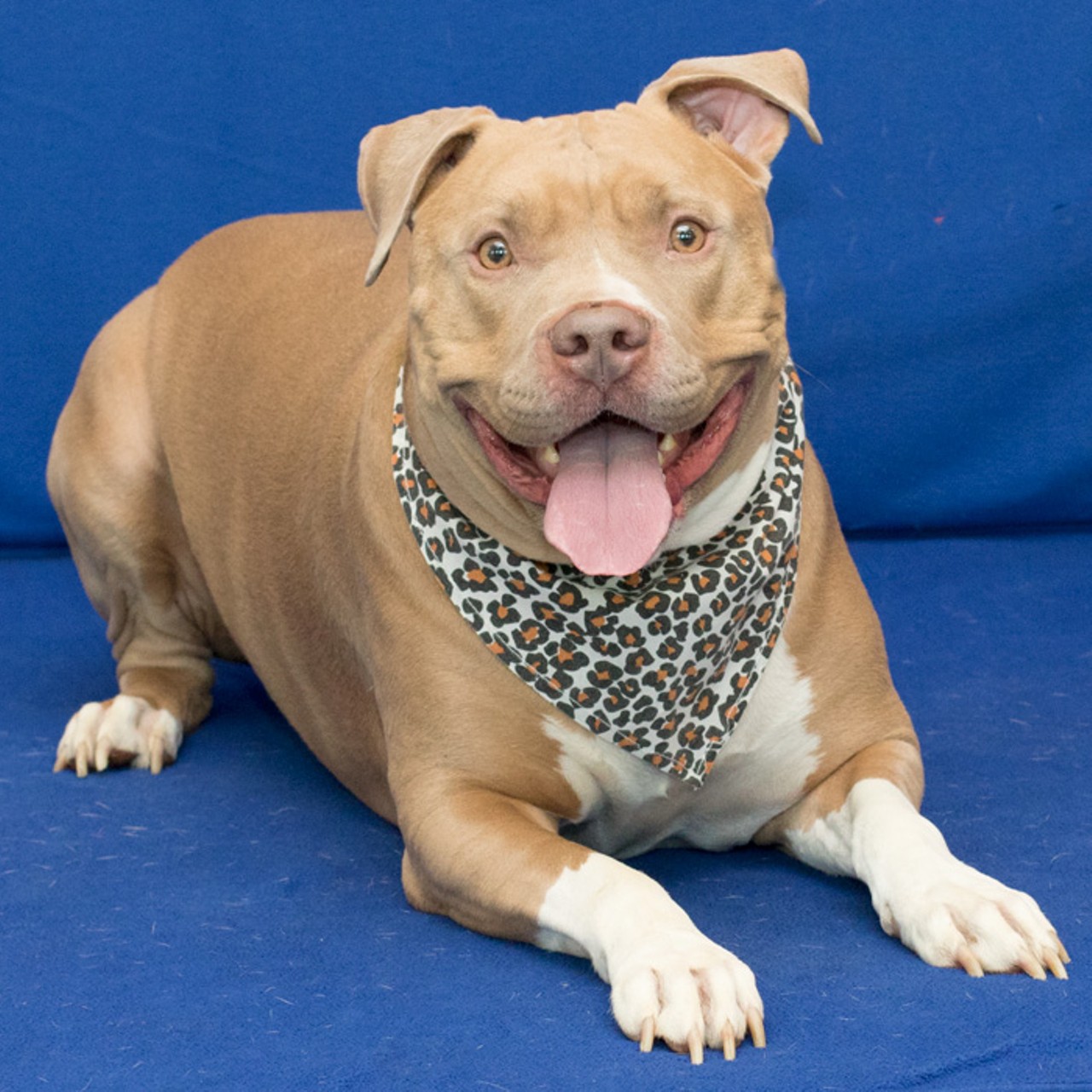 NAME: Gage
GENDER: Male
BREED: Pit Bull Terrier
AGE: 5 years
WEIGHT: 87 pounds
SPECIAL CONSIDERATIONS: None
REASON I CAME TO MHS: Owner surrender
LOCATION: Berman Center for Animal Care in Westland
ID NUMBER: 865068