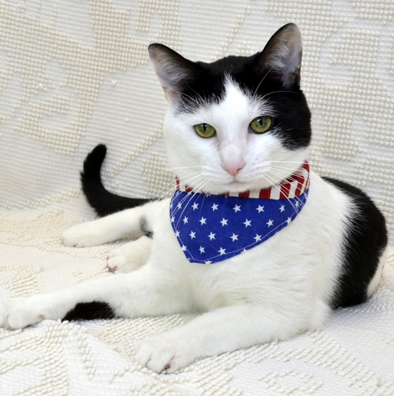 NAME: Tom Petty
GENDER: Male
BREED: Domestic Short Hair
AGE: 3 years, 1 month
WEIGHT: 8.5 pounds
SPECIAL CONSIDERATIONS: &#147;Hard-working&#148;, or barn cat
REASON I CAME TO MHS: Owner surrender
LOCATION: Berman Center for Animal Care in Westland
ID NUMBER: 864063