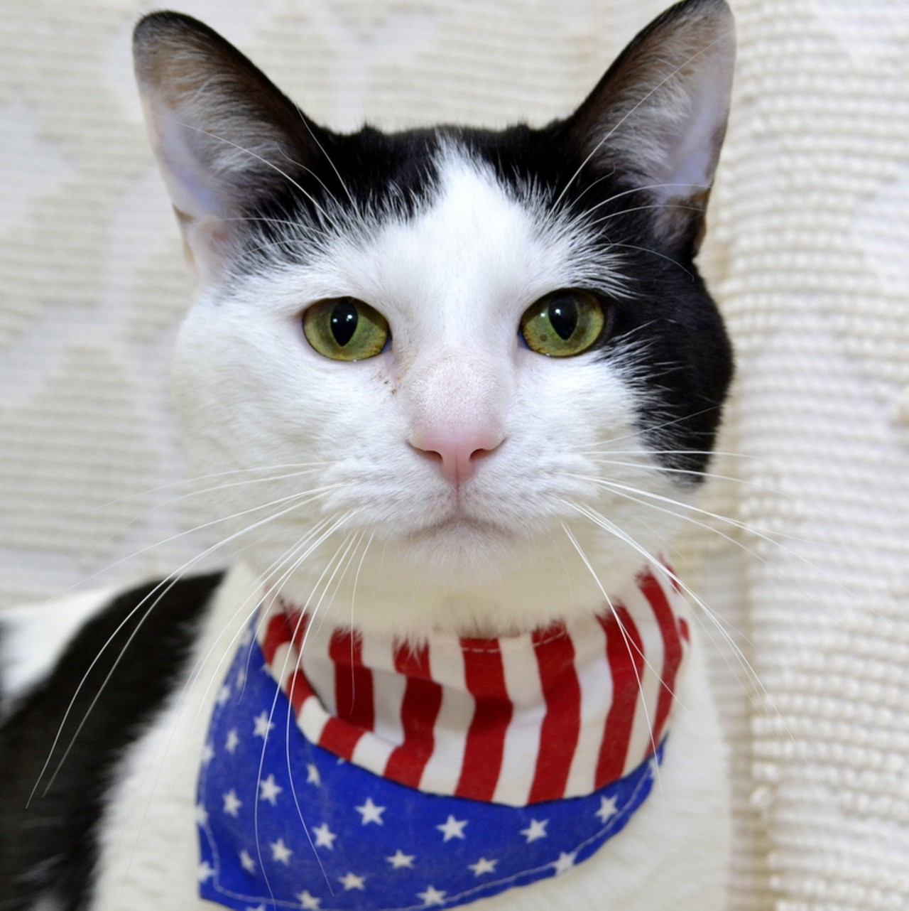 NAME: Tom Petty
GENDER: Male
BREED: Domestic Short Hair
AGE: 3 years, 1 month
WEIGHT: 8.5 pounds
SPECIAL CONSIDERATIONS: &#147;Hard-working&#148;, or barn cat
REASON I CAME TO MHS: Owner surrender
LOCATION: Berman Center for Animal Care in Westland
ID NUMBER: 864063