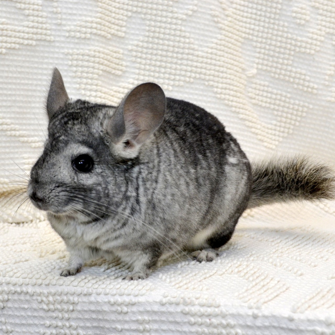 NAME: Chip
GENDER: Male
BREED: Chinchilla
AGE: 1 year
WEIGHT: 
SPECIAL CONSIDERATIONS: Prefers older children onlyv
REASON I CAME TO MHS: Owner surrender
LOCATION: Berman Center for Animal Care in Westland
ID NUMBER: 864927