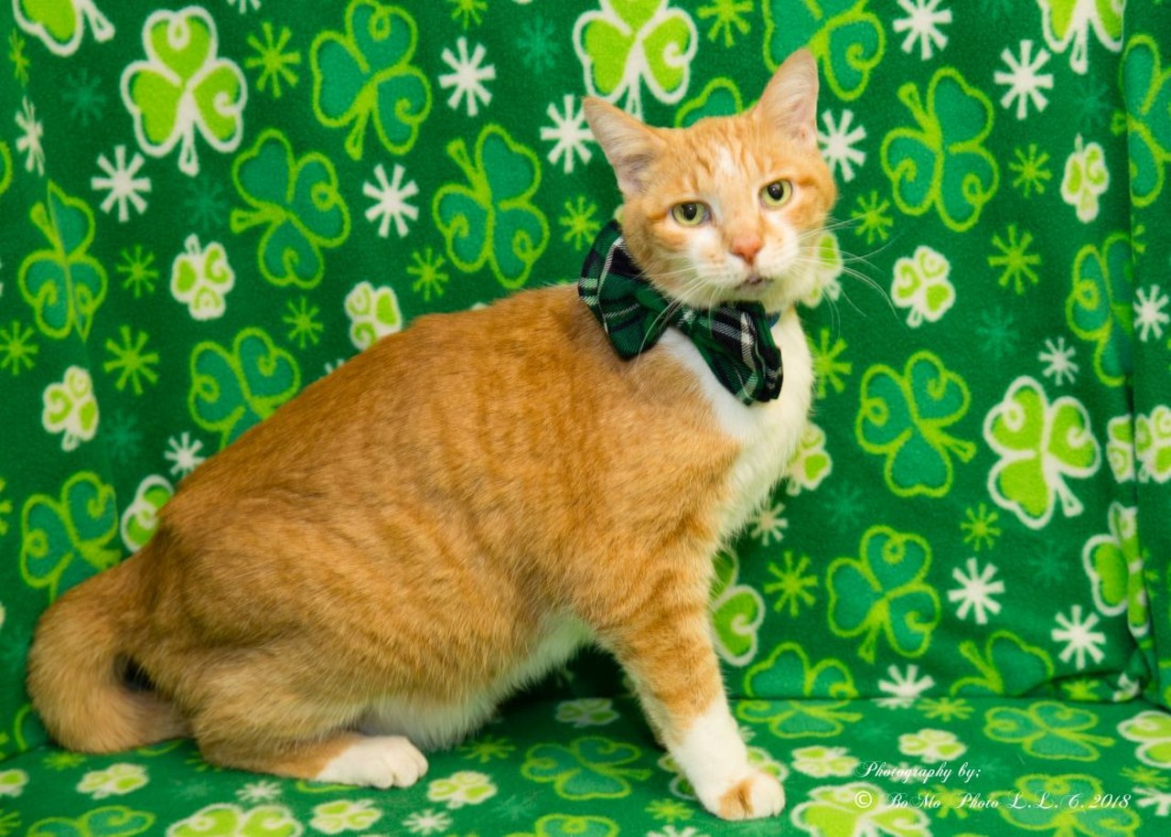 NAME: Dodger
GENDER: Male
BREED: Domestic Short Hair
AGE: 11 years
WEIGHT: 10 pounds
SPECIAL CONSIDERATIONS: None
REASON I CAME TO MHS: Owner surrender
LOCATION: Rochester Hill