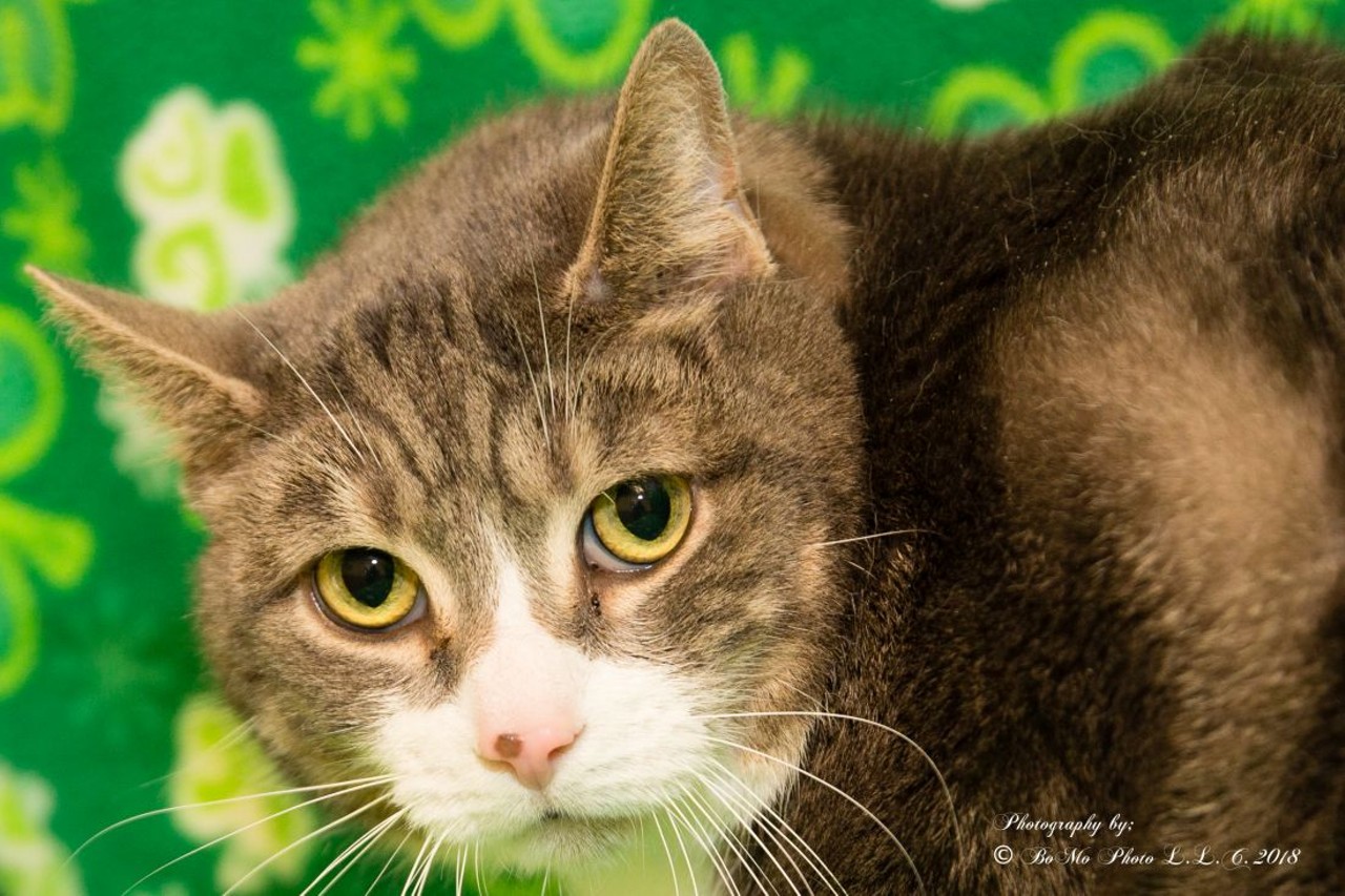 NAME: Cloud
GENDER: Male
BREED: Domestic Short Hair
AGE: 8 years
WEIGHT: 21 pounds
SPECIAL CONSIDERATIONS: None
REASON I CAME TO MHS: Owner surrender
LOCATION: Rochester Hills Center for Animal Care
ID NUMBER: 864896