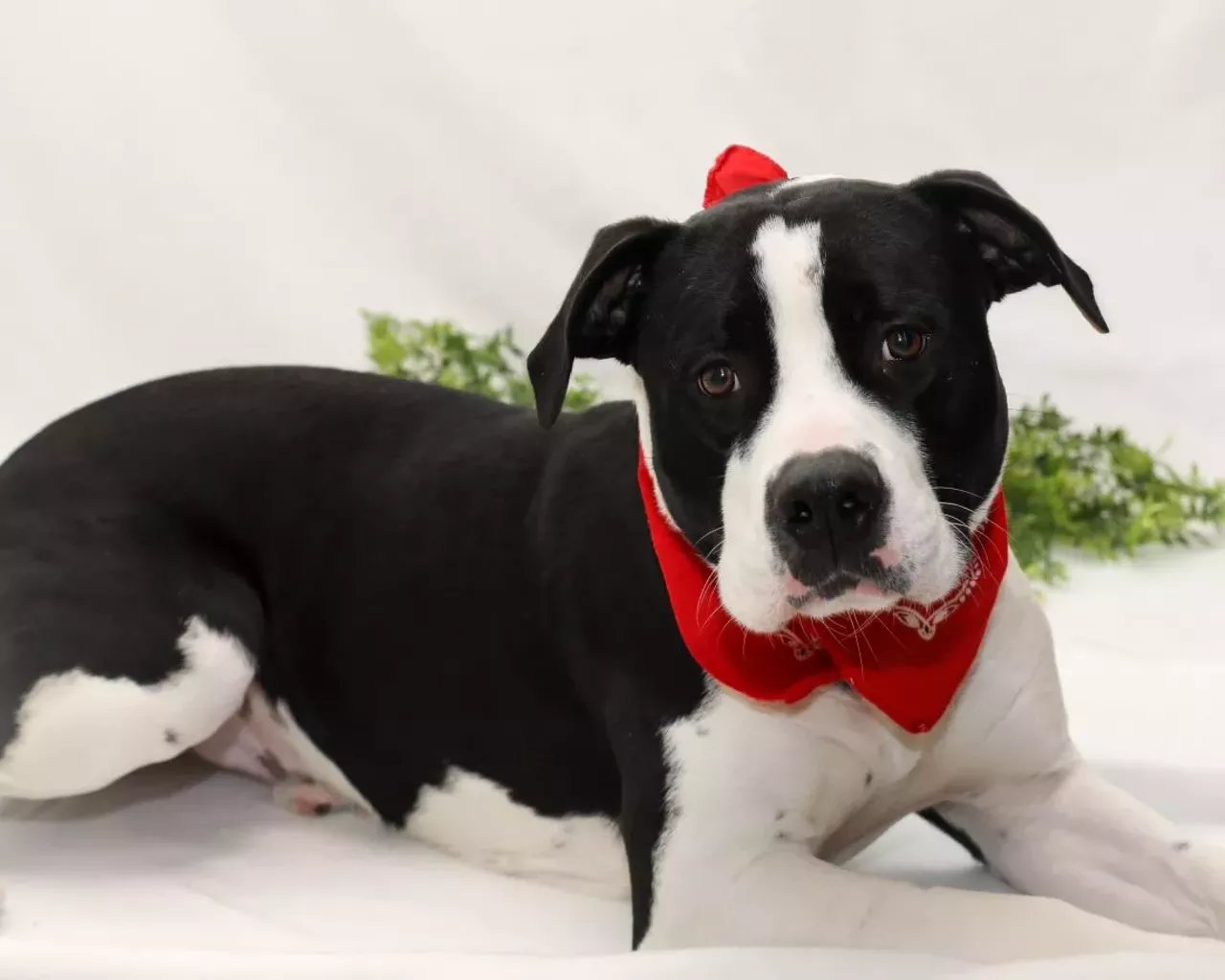 NAME: Harry GENDER: Male BREED: Labrador Retriever AGE: 1 year, 7 months WEIGHT: 75 pounds SPECIAL CONSIDERATIONS: None REASON I CAME TO MHS: Partner transfer LOCATION: Rochester Hills Center for Animal Care ID NUMBER: 864989