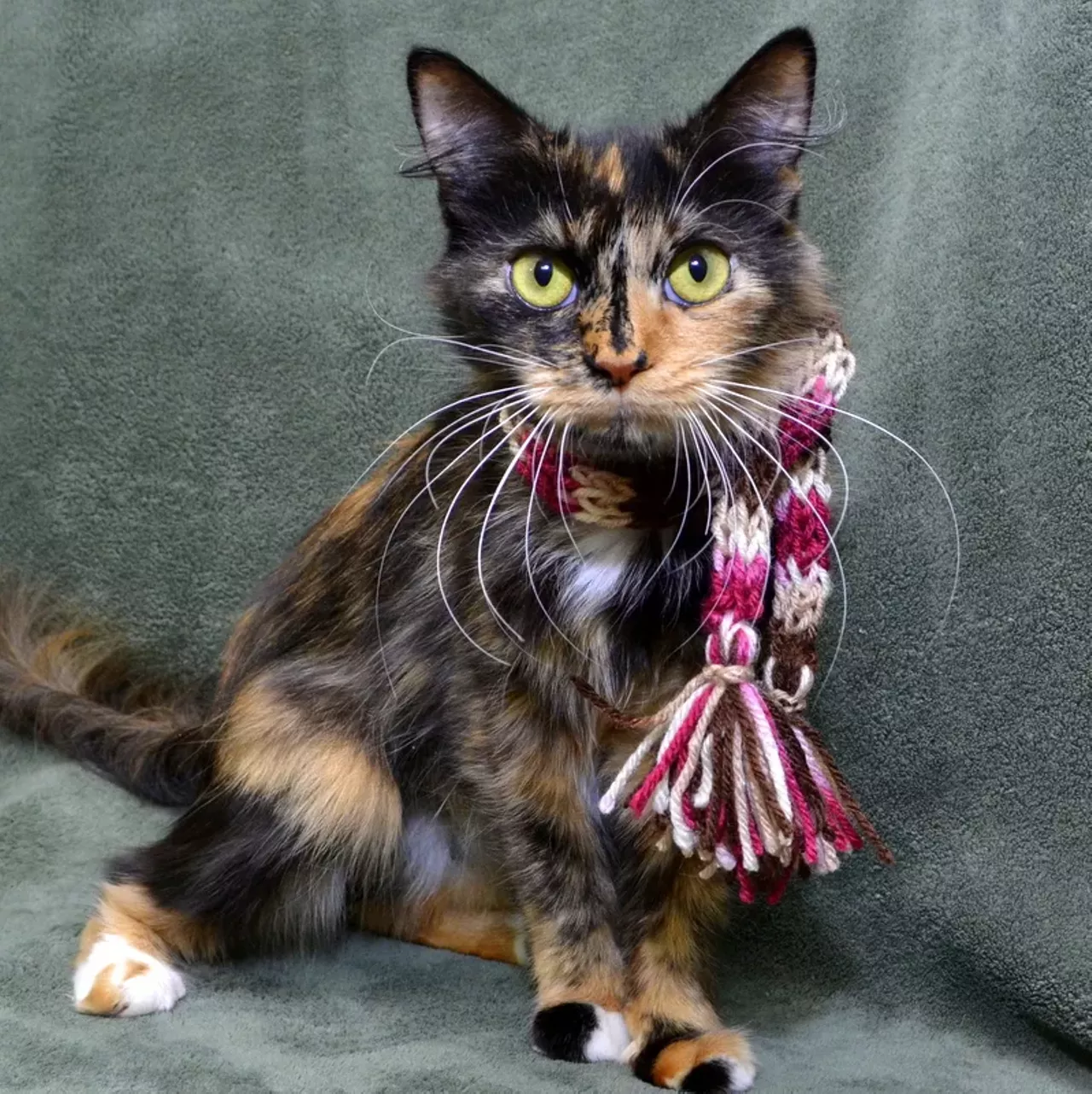 NAME: Astraea GENDER: Female BREED: Domestic Medium Hair AGE: 2 years, 1 month WEIGHT: 7 pounds SPECIAL CONSIDERATIONS: None REASON I CAME TO MHS: Homeless in Dearborn Heights LOCATION: Premier Pet Supply of Novi ID NUMBER: 864617