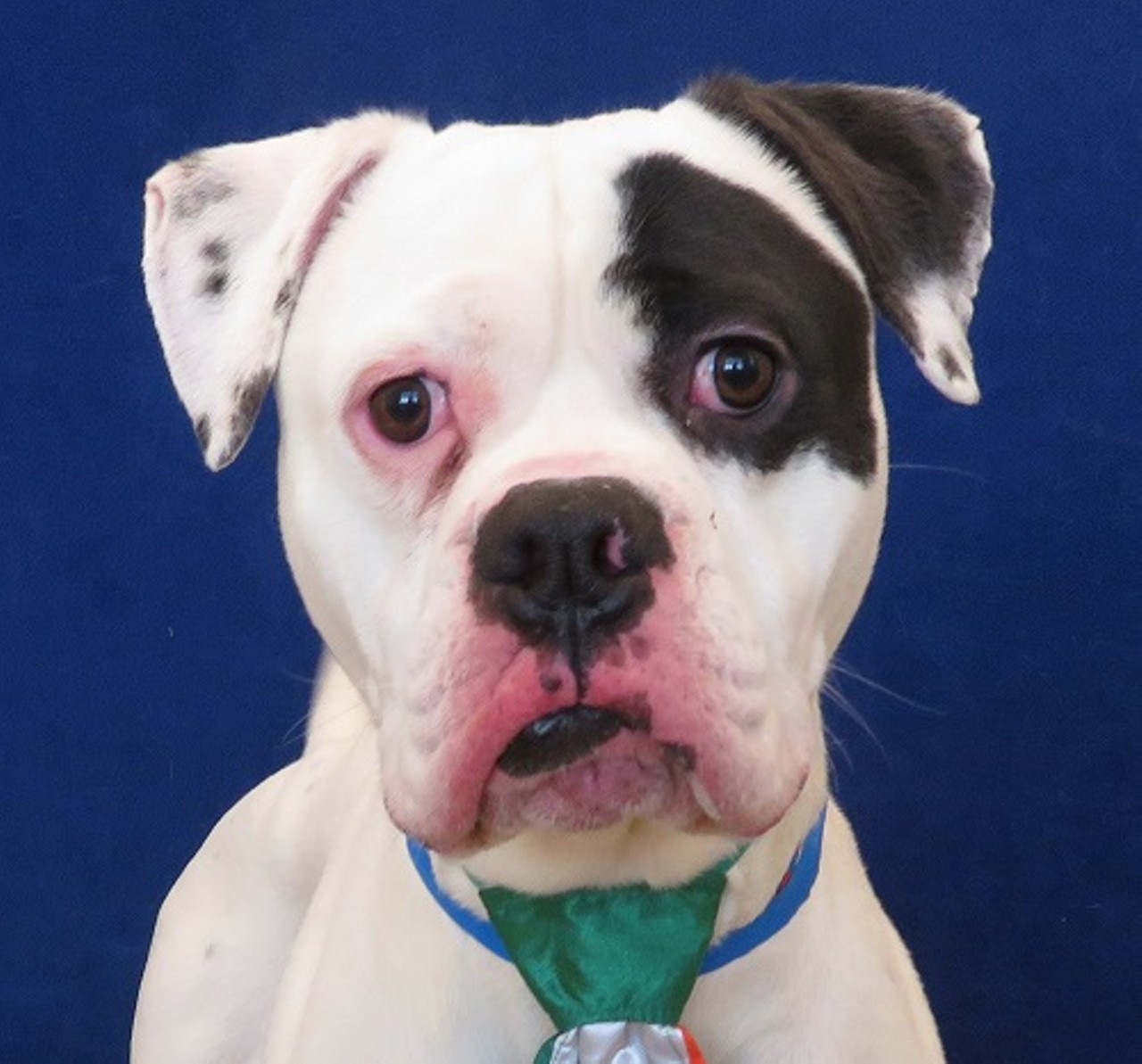 NAME: Jinn
GENDER: Male
BREED: American Bulldog
AGE: 2 years
WEIGHT: 56 pounds
SPECIAL CONSIDERATIONS: Prefers large dogs over small dogs
REASON I CAME TO MHS: Owner surrender
LOCATION: Petco of Sterling Heights
ID NUMBER: 864881