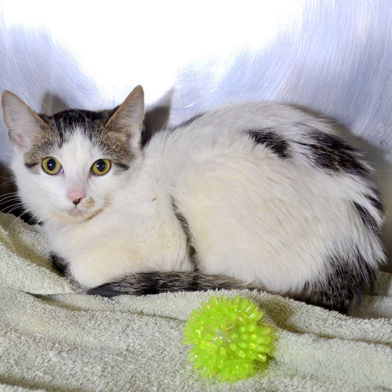 NAME: Dot
GENDER: Female
BREED: Domestic Short Hair
AGE: 4 months
WEIGHT: 4 pounds
SPECIAL CONSIDERATIONS: This is a &#147;hard-working,&#148; or barn cat
REASON I CAME TO MHS: Owner surrender
LOCATION: Berman Center for Animal Care in Westland
ID NUMBER: 862438