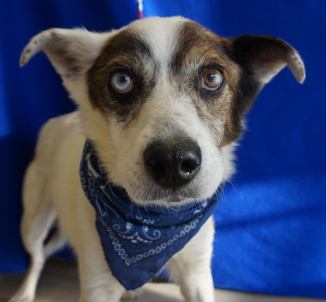  NAME: Clint
GENDER: Male
BREED: Australian Cattle Dog-Blue Heeler mix
AGE: 12 years, 1 months
WEIGHT: 30 pounds
SPECIAL CONSIDERATIONS: Children may startle him
REASON I CAME TO MHS: Agency transfer
LOCATION: Petco of Sterling Heights
ID NUMBER: 861835