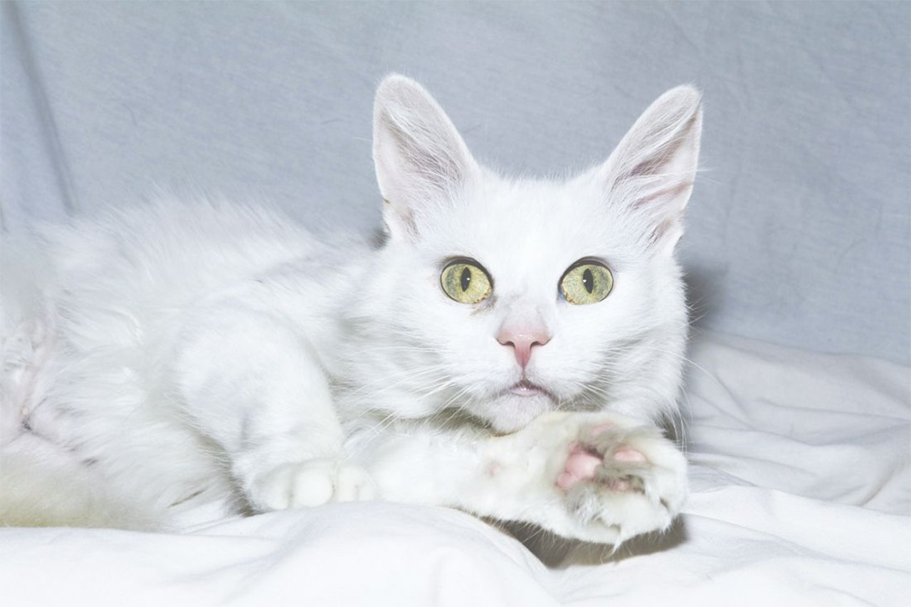 NAME: Fluffy
GENDER: Female
BREED: Domestic Medium Hair
AGE: 9 years, 1 month
WEIGHT: 7 pounds
SPECIAL CONSIDERATIONS: Prefers a home with no dogs
REASON I CAME TO MHS: Owner surrender
LOCATION: Rochester Hills Center for Animal Care
ID NUMBER: 865992