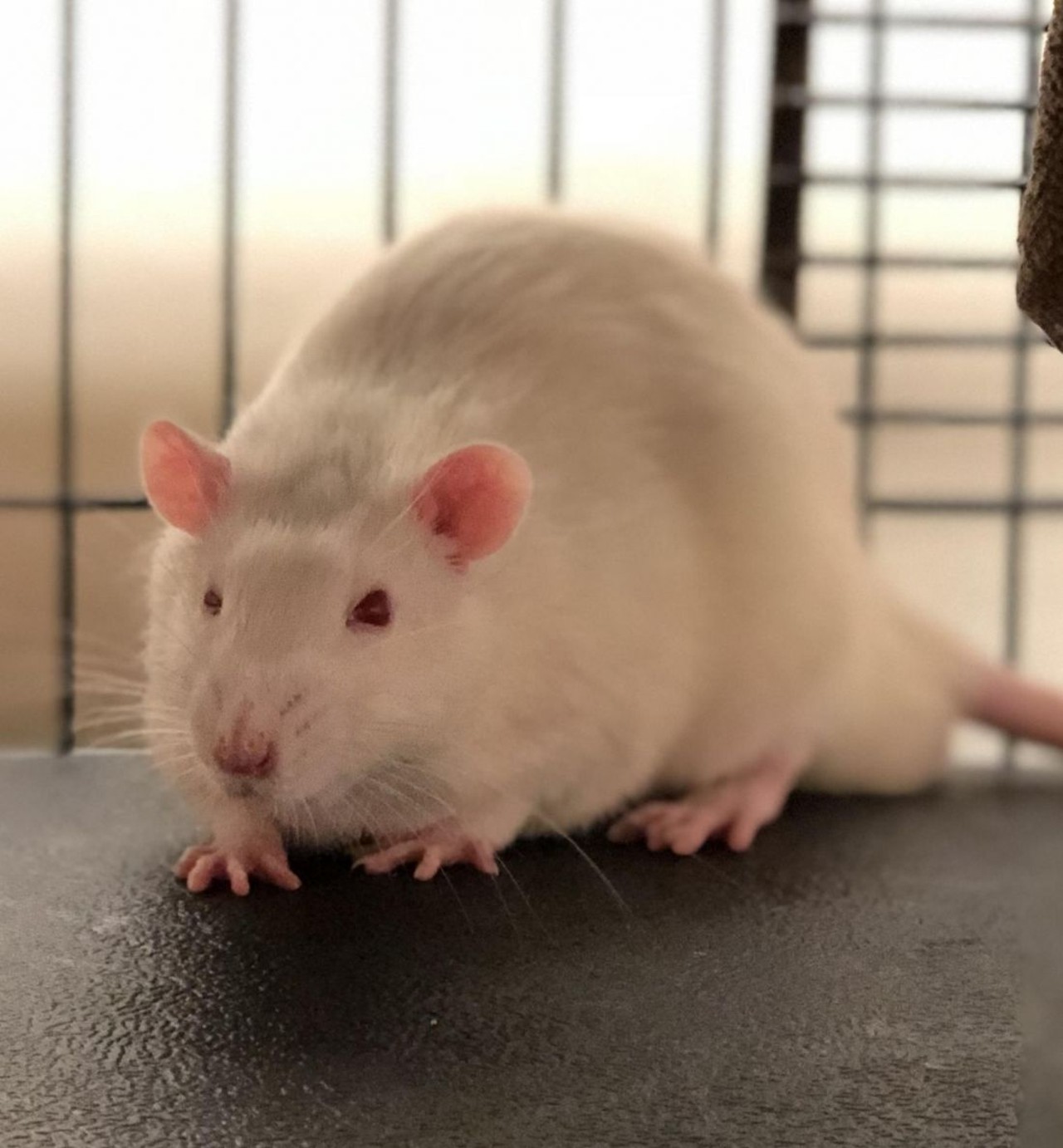 NAME: Pompidou
GENDER: Male
BREED: Purebred Rat
AGE: 9 months
SPECIAL CONSIDERATIONS: Experienced rodent owner preferred
REASON I CAME TO MHS: Homeless in Livonia
LOCATION: Berman Center for Animal Care in Westland
ID NUMBER: 867486
