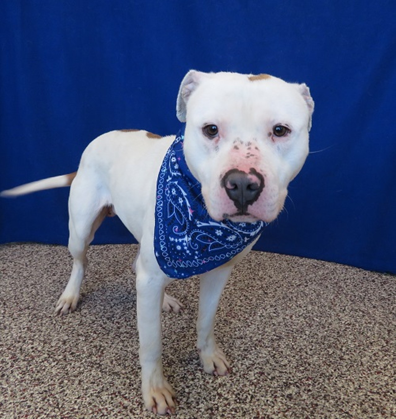 NAME: Triton
GENDER: Male
BREED: Pit Bull
AGE: 2 years
WEIGHT: 55 pounds
SPECIAL CONSIDERATIONS: Prefers a home with older children
REASON I CAME TO MHS: Rescued in Detroit
LOCATION: Mackey Center for Animal Care in Detroit
ID NUMBER: 866947