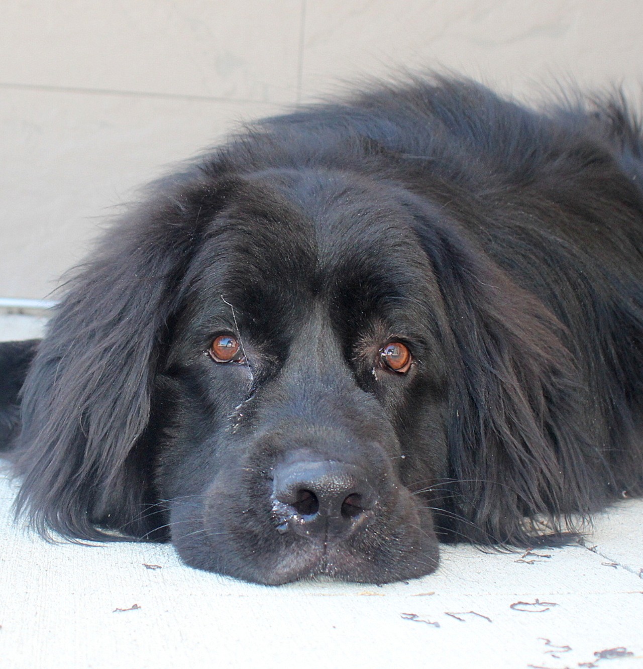 NAME: Kobe
GENDER: Male
BREED: Newfoundland
AGE: 3 years
WEIGHT: 142 pounds
SPECIAL CONSIDERATIONS: None
REASON I CAME TO MHS: Owner surrender
LOCATION: Mackey Center for Animal Care in Detroit
ID NUMBER: 867329