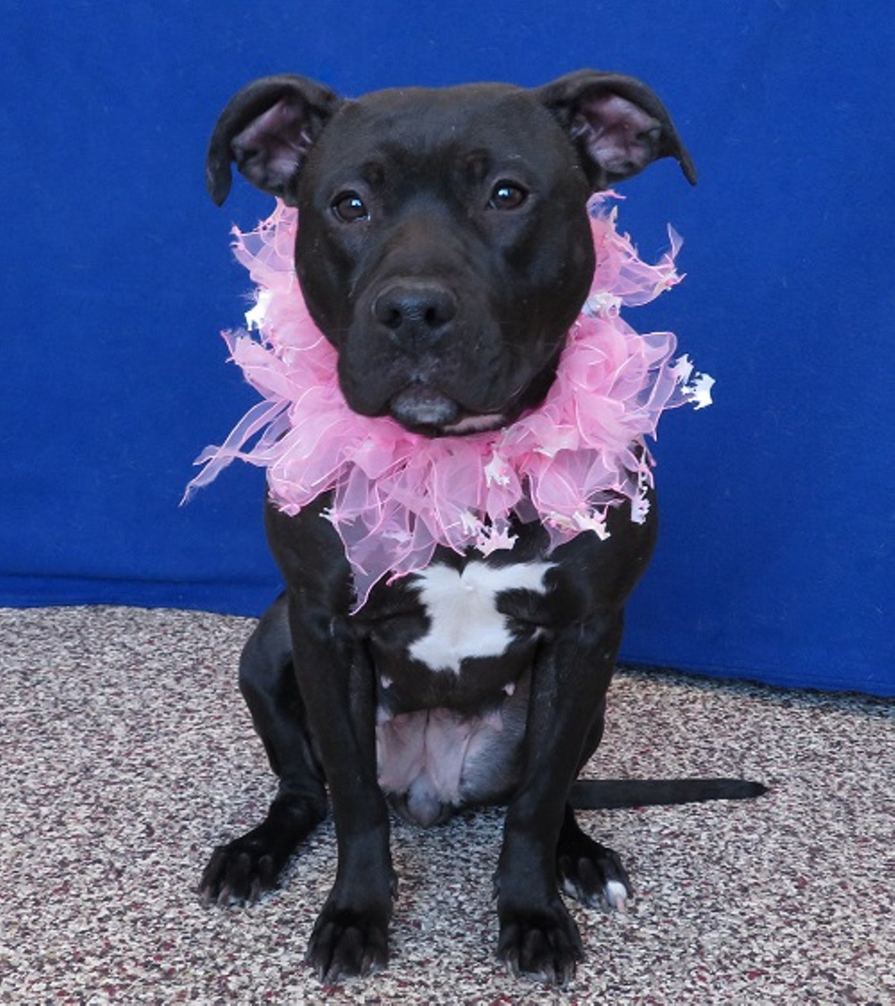 NAME: Avianna
GENDER: Female 
BREED: Pit Bull 
AGE: 3 years, 1 month 
WEIGHT: 36 pounds 
SPECIAL CONSIDERATIONS: None 
REASON I CAME TO MHS: Rescued in Detroit
LOCATION: Petco of Sterling Heights
ID NUMBER: 866059