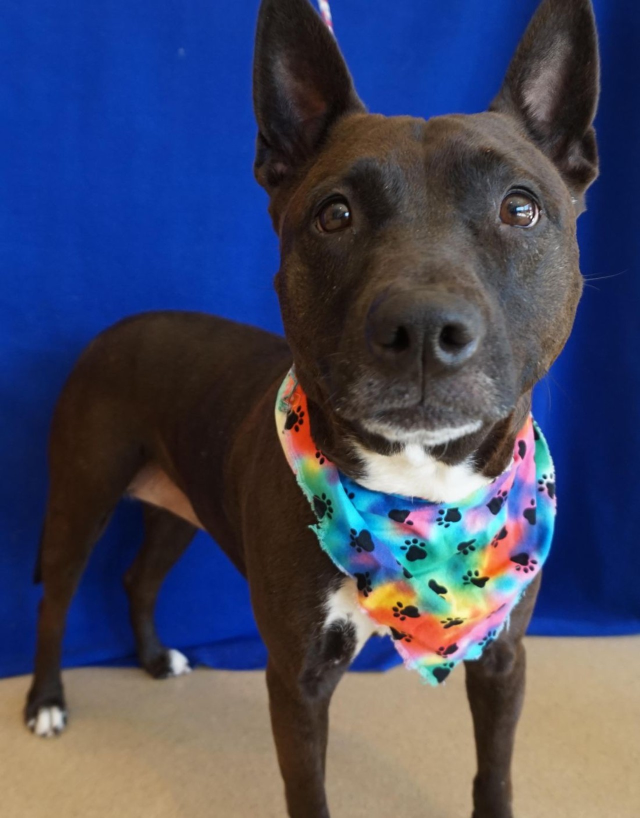 NAME: Lula
GENDER: Female
BREED: Shepherd-Terrier mix
AGE: 4 years
WEIGHT: 54 pounds
SPECIAL CONSIDERATIONS: None
REASON I CAME TO MHS: Agency transfer
LOCATION: Rochester Hills Center for Animal Care
ID NUMBER: 867924