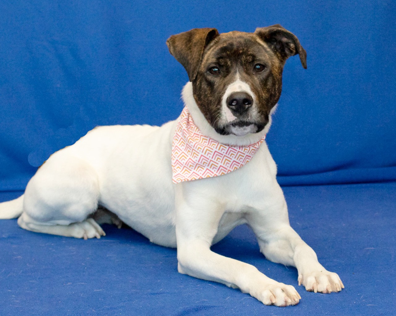 NAME: Lucy
GENDER: Female
BREED: Pit Bull
AGE:  1 year, 6 months
WEIGHT: 37 pounds
SPECIAL CONSIDERATIONS: None
REASON I CAME TO MHS: Rescued in Detroit
LOCATION: Berman Center for Animal Care in Westland
ID NUMBER: 867594