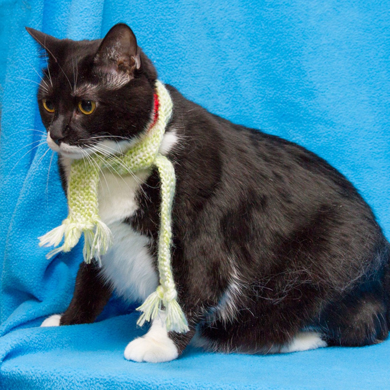 NAME: Panda
GENDER: Female
BREED: Domestic Medium Hair
AGE: 4 years, 7 months
WEIGHT: 14 pounds
SPECIAL CONSIDERATIONS: Prefers a home without children
REASON I CAME TO MHS: Owner surrender
LOCATION: Mackey Center for Animal Care in Detroit
ID NUMBER: 779767