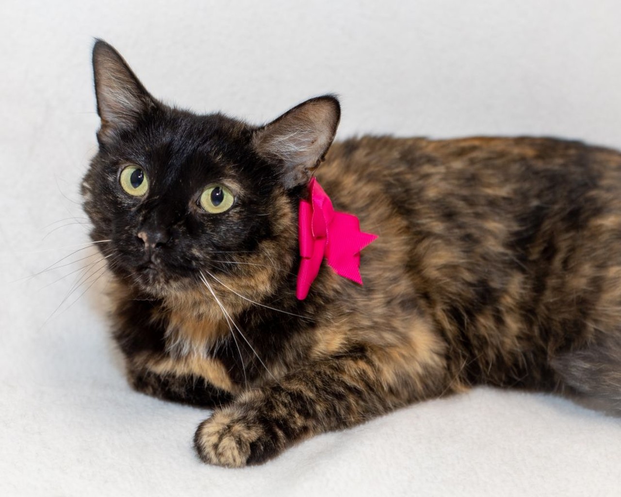 NAME:  Bear 
GENDER: Female 
BREED: Domestic Short Hair 
AGE: 4 years, 1 month 
WEIGHT: 7 pounds
SPECIAL CONSIDERATIONS: Bear may prefer a home with older or no children.
REASON I CAME TO MHS: Owner surrender 
LOCATION: Petco of Sterling Heights 
ID NUMBER: 870396 