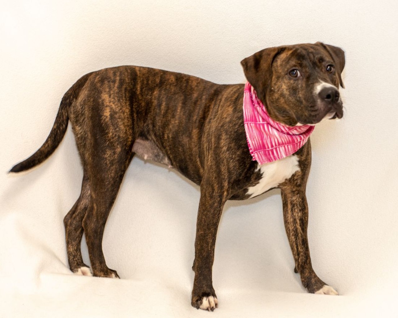 NAME: Madison 
GENDER: Female 
BREED: Pit Bull 
AGE: 1 year, 7 months 
WEIGHT: 51 pounds
SPECIAL CONSIDERATIONS: Madison prefers a home with older or no children.
REASON I CAME TO MHS: Agency transfer 
LOCATION: Berman Center for Animal Care in Detroit 
ID NUMBER: 869557 