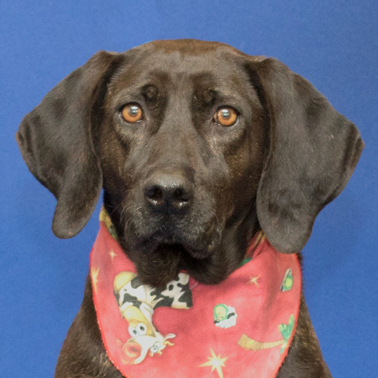  NAME: Sasha
GENDER: Female
BREED: Hound
AGE: 4 years
WEIGHT: 65 pounds
SPECIAL CONSIDERATIONS: None
REASON I CAME TO MHS: Agency transfer
LOCATION: Berman Center for Animal Care in Westland
ID NUMBER: 862891