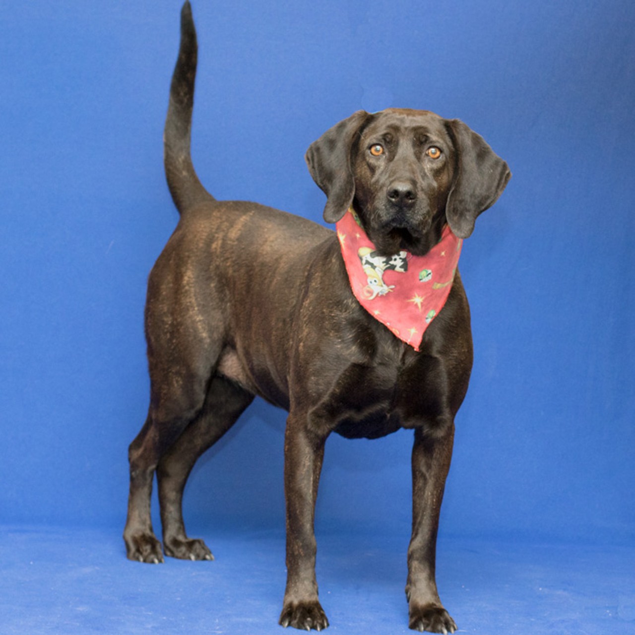  NAME: Sasha
GENDER: Female
BREED: Hound
AGE: 4 years
WEIGHT: 65 pounds
SPECIAL CONSIDERATIONS: None
REASON I CAME TO MHS: Agency transfer
LOCATION: Berman Center for Animal Care in Westland
ID NUMBER: 862891