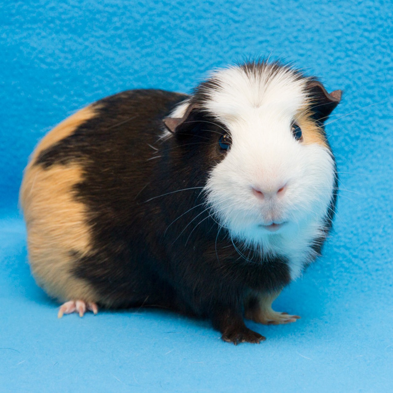  NAME: Pepper
GENDER: Male
BREED: Guinea Pig
AGE: 3 years
SPECIAL CONSIDERATIONS: Prefers to be your only guinea pig
REASON I CAME TO MHS: Owner surrender
LOCATION: Berman Center for Animal Care in Westland
ID NUMBER: 863352