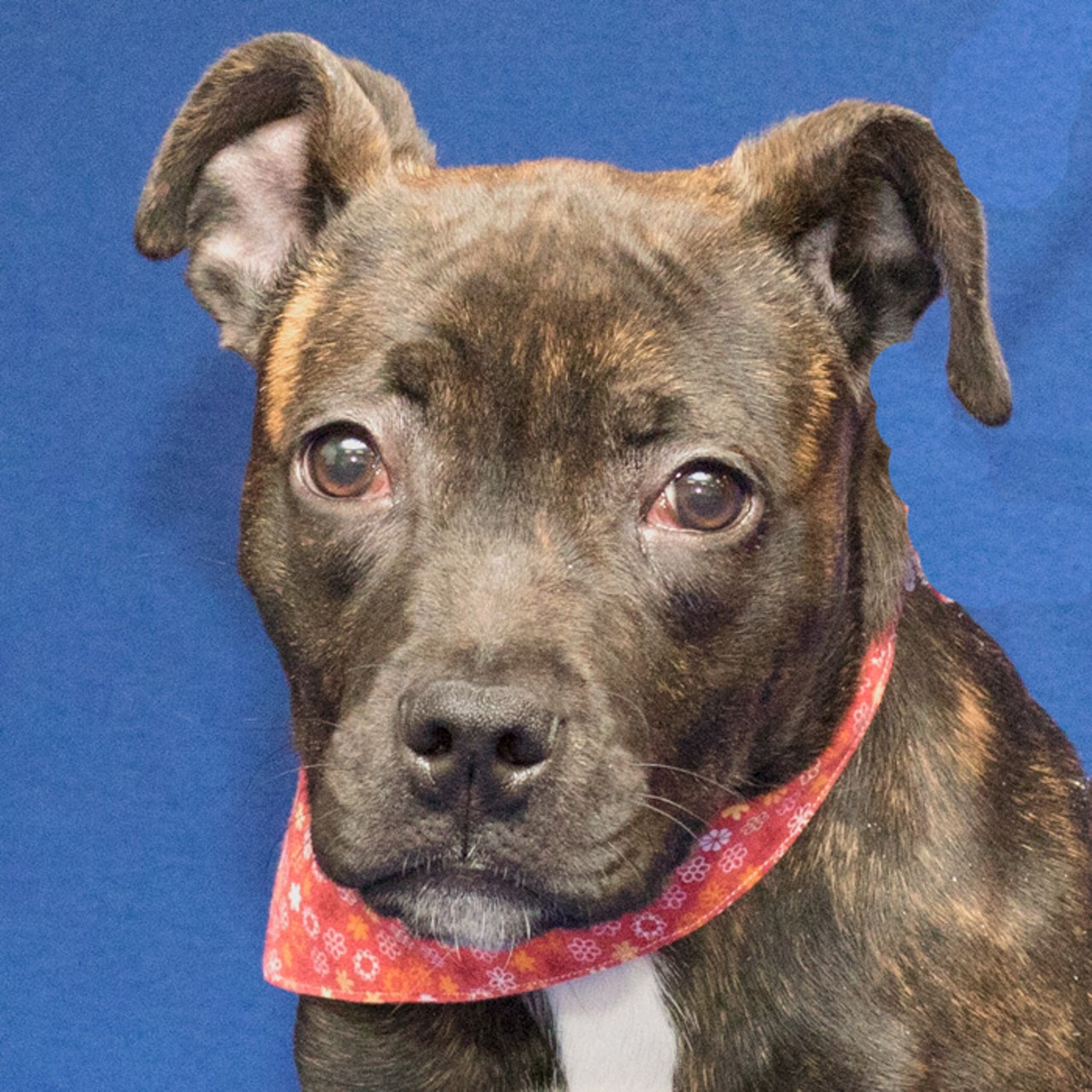  NAME: Marble
GENDER: Female
BREED: Pit Bull Terrier
AGE: 4 months
WEIGHT: 23 pounds (Projection: 55-80 pounds)
SPECIAL CONSIDERATIONS: None
REASON I CAME TO MHS: Homeless in Canton
LOCATION: Berman Center for Animal Care in Westland
ID NUMBER: 863115
