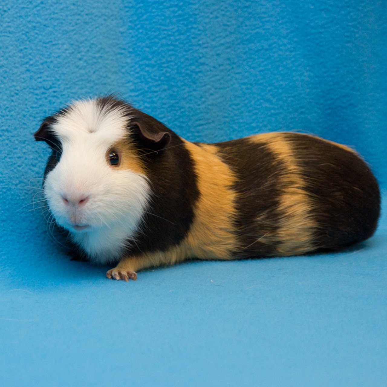  NAME: Pepper
GENDER: Male
BREED: Guinea Pig
AGE: 3 years
SPECIAL CONSIDERATIONS: Prefers to be your only guinea pig
REASON I CAME TO MHS: Owner surrender
LOCATION: Berman Center for Animal Care in Westland
ID NUMBER: 863352