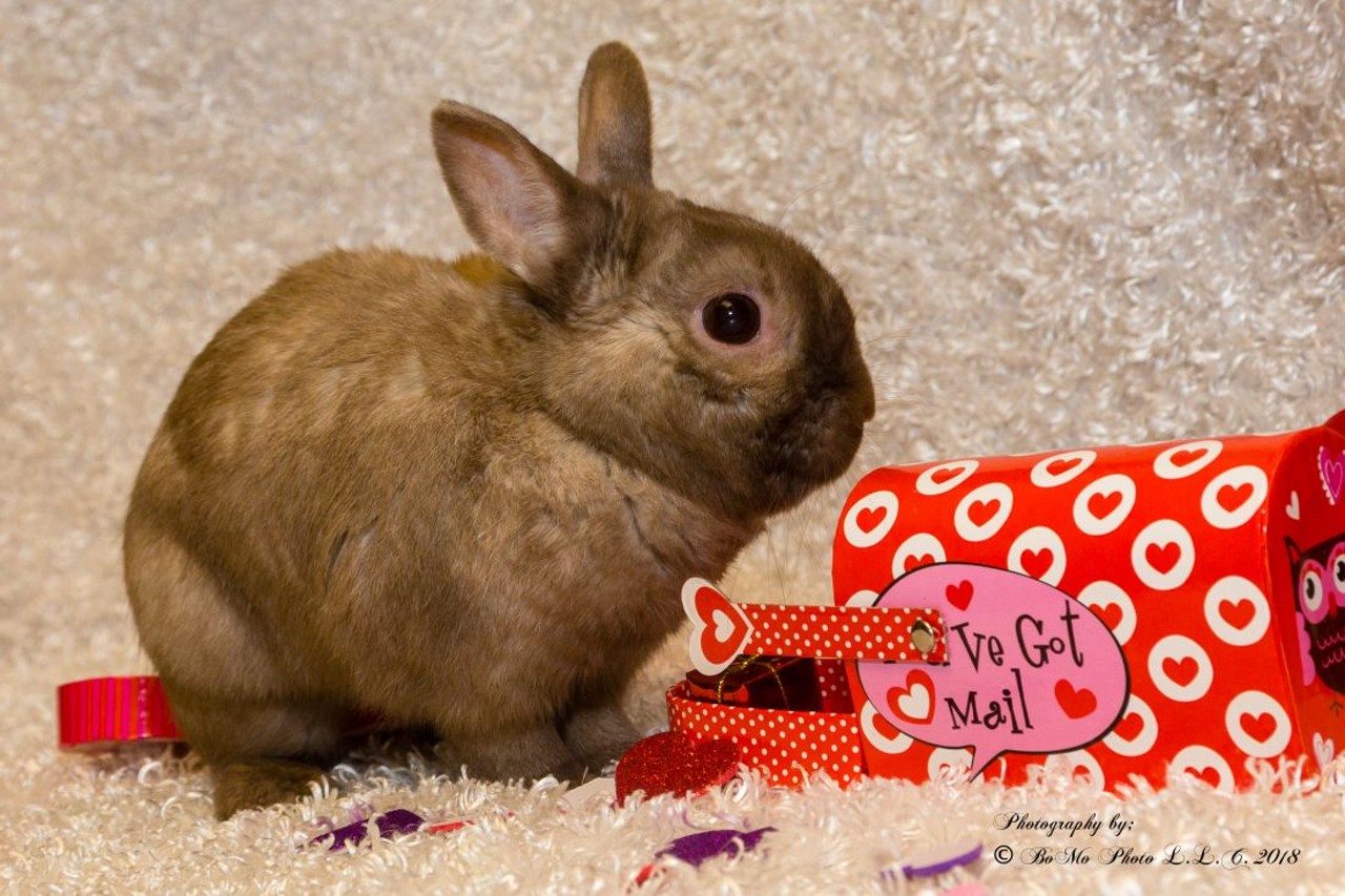 NAME: Yoyo
GENDER: Male
BREED: Netherland Dwarf
AGE: 5 years
WEIGHT: 3 pounds
SPECIAL CONSIDERATIONS: None
REASON I CAME TO MHS: Owner surrender
LOCATION: Berman Center for Animal Care in Westland
ID NUMBER: 863240