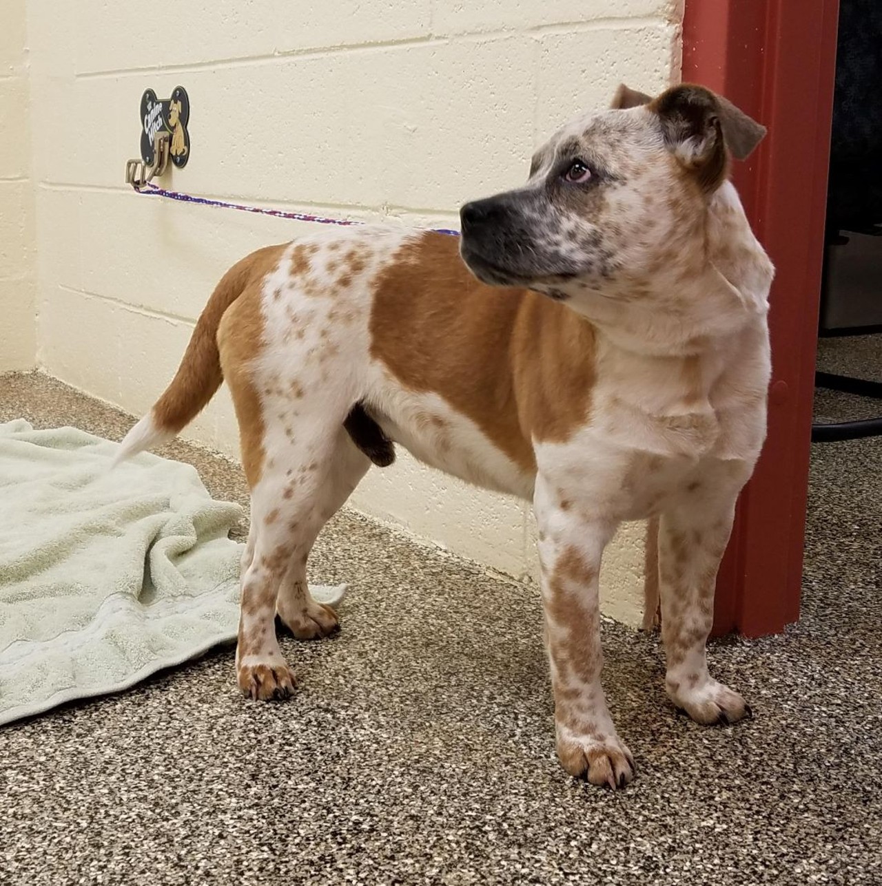 NAME: Tater Tot
GENDER: Male
BREED: Australian Cattle Dog-Blue Heeler-English Bulldog mix
AGE: 1 years, 6 months
WEIGHT: 32 pounds
SPECIAL CONSIDERATIONS: None
REASON I CAME TO MHS: Agency transfer
LOCATION: Berman Center for Animal Care in Westland
ID NUMBER: 863782