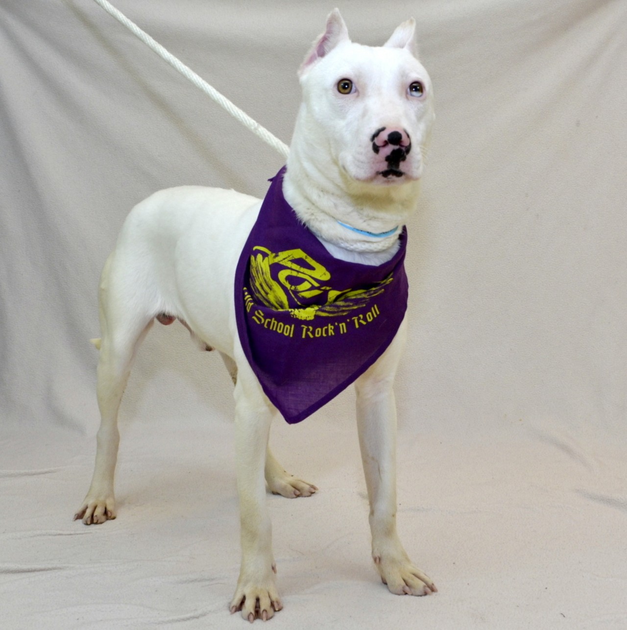NAME: Lucius
GENDER: Male
BREED: Bull Terrier-Siberian Husky mix
AGE: 2 years
WEIGHT: 34 pounds
SPECIAL CONSIDERATIONS: Deafness
REASON I CAME TO MHS: Homeless in Belleville
LOCATION: Berman Center for Animal Care in Westland
ID NUMBER: 862741
