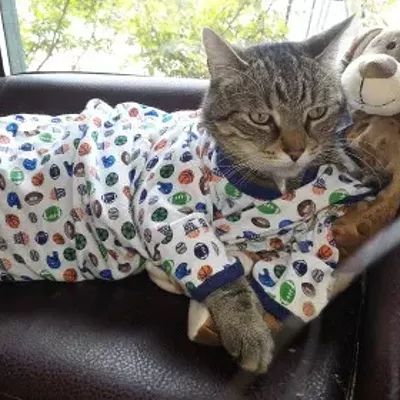 Cat’s Pajamas 200-cat, 48-hour adoption marathon Starts Friday, August 9, 2013, 4:00 PM Pet Supplies Plus 2057 Telegraph Rd. Bloomfield Hills All adopters get a free feline wellness exam courtesy of Ross Hospital for Animals in Bloomfield Hills