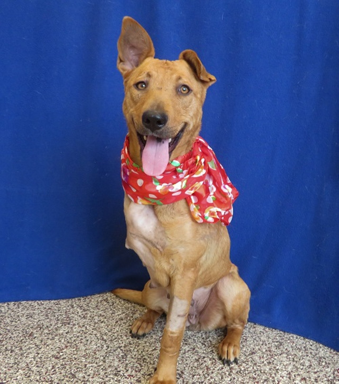 Maggie
GENDER: Female
BREED: Shepherd
AGE: 4 years, 1 month
WEIGHT: 45 pounds
SPECIAL CONSIDERATIONS: Amputee
REASON I CAME TO MHS: Homeless and injured
LOCATION: Mackey Center for Animal Care in Detroit
ID NUMBER: 858130