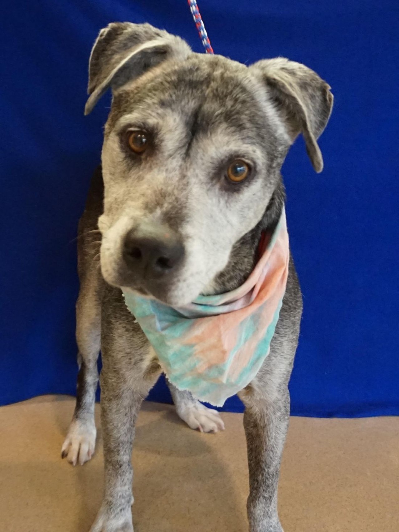 NAME: Sheba
GENDER: Female
BREED: Pit Bull Terrier
AGE: 9 years
WEIGHT: 58 pounds
SPECIAL CONSIDERATIONS: None
REASON I CAME TO MHS: Owner fell ill
LOCATION: Rochester Hills Center for Animal Care
ID NUMBER: 862532