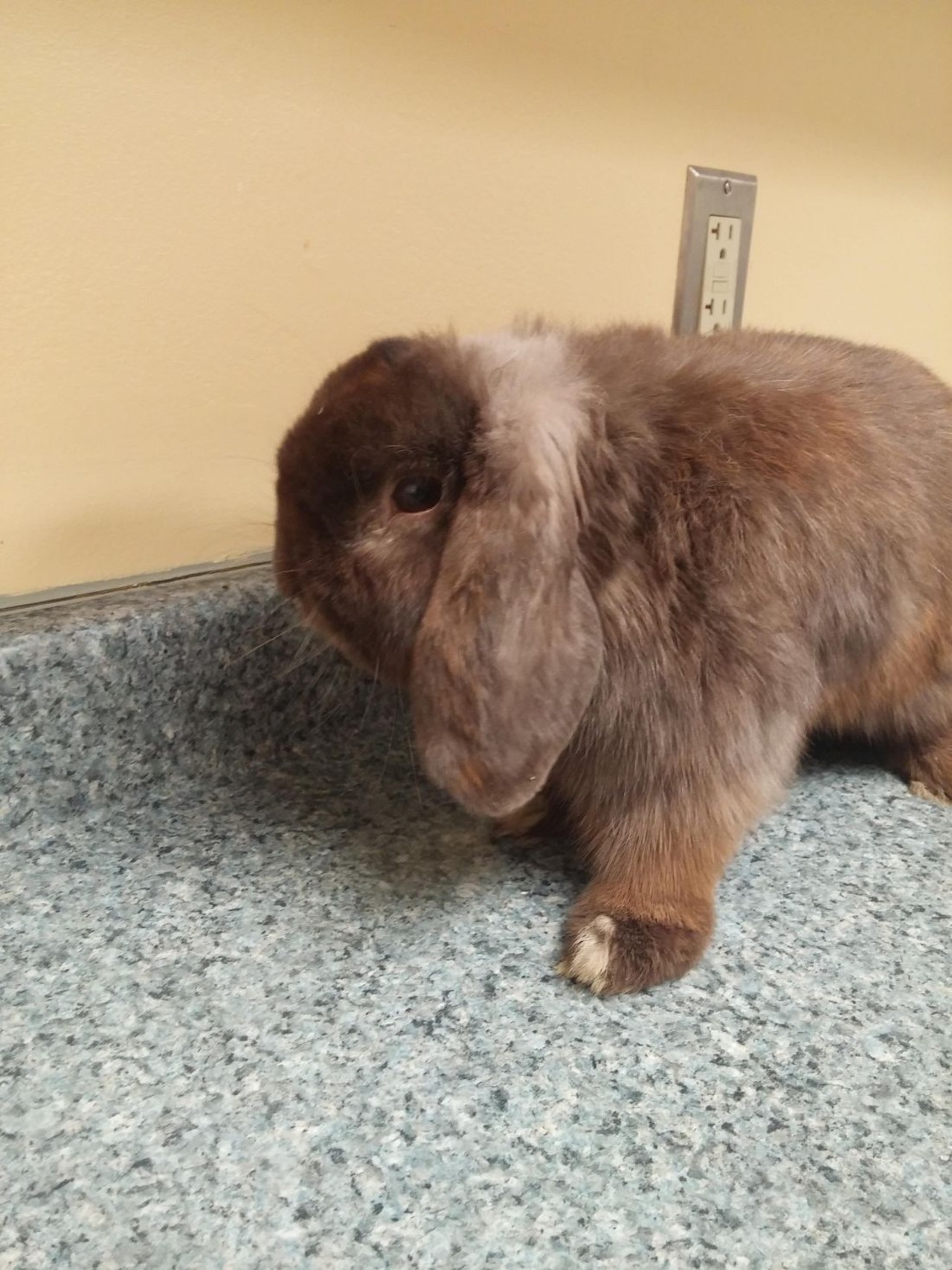 NAME: Cupid
GENDER: Male
BREED: Holland Lop-Harlequin mix
AGE: 3 years
WEIGHT: 4 pounds
SPECIAL CONSIDERATIONS: None
REASON I CAME TO MHS: Homeless in Livonia
LOCATION: Berman Center for Animal Care in Westland
ID NUMBER: 862637
