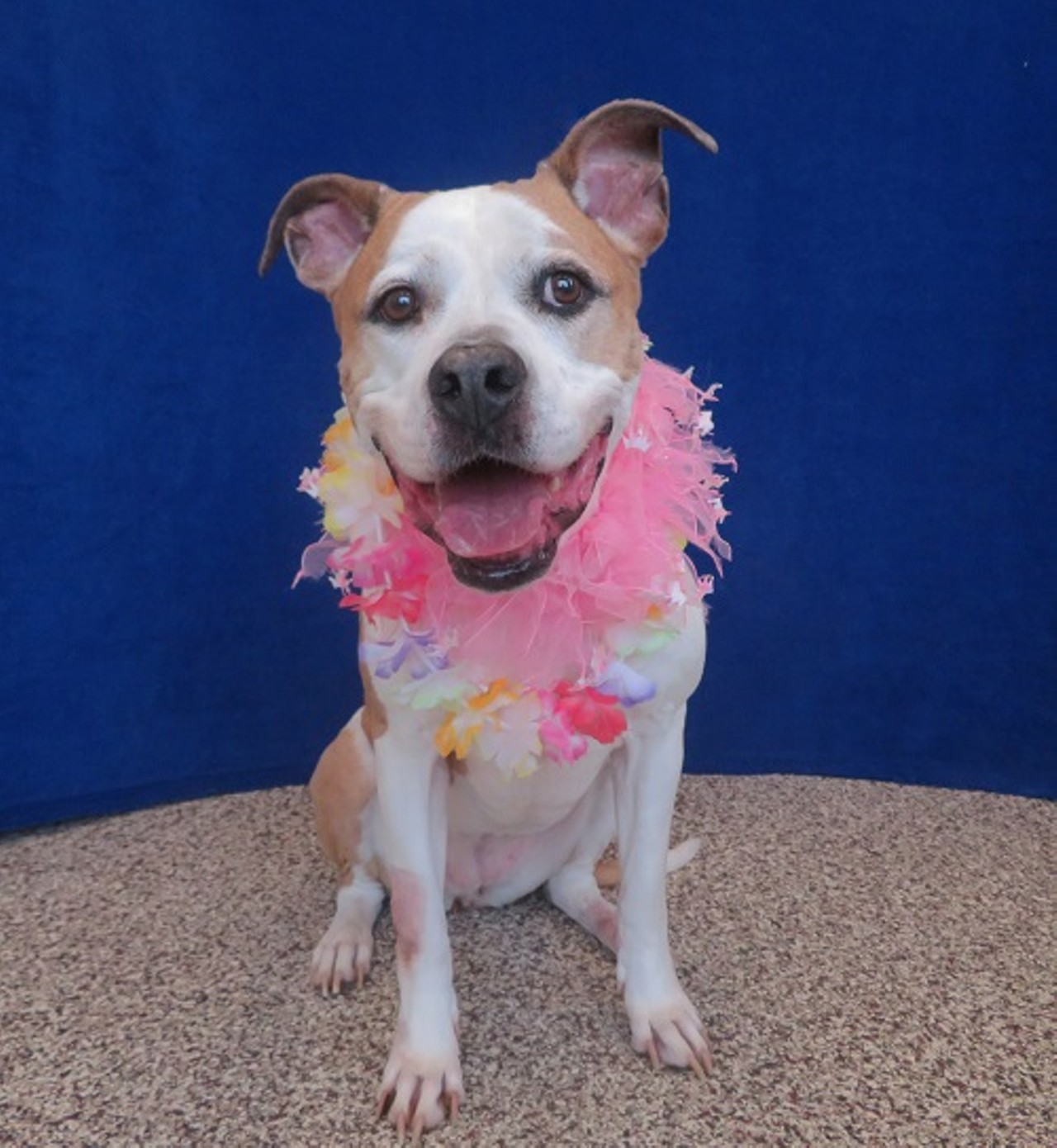 NAME: Roxy
GENDER: Female
BREED: American Bulldog
AGE: 10 years, 1 month
WEIGHT: 80 pounds
SPECIAL CONSIDERATIONS: Roxy prefers a home with older or no children
REASON I CAME TO MHS: Owner surrender
LOCATION: Mackey Center for Animal Care in Detroit
ID NUMBER: 868134