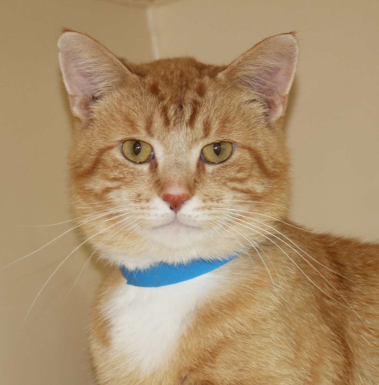 NAME: Waffle
GENDER: Male
BREED: Domestic Short Hair
AGE: 2 years, 2 months
WEIGHT: 13 pounds
SPECIAL CONSIDERATIONS: Waffle prefers a home with other cats and older or no children
REASON I CAME TO MHS: Rescued in Detroit
LOCATION: Mackey Center for Animal Care in Westland
ID NUMBER: 865610