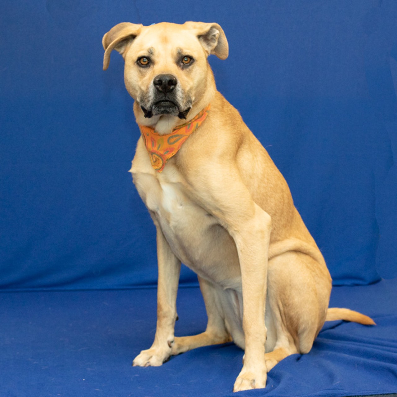 NAME: Princess Bubblegum
GENDER: Female
BREED: Labrador-Rhodesian Ridgeback mix
AGE: 3 years
WEIGHT: 67 pounds
SPECIAL CONSIDERATIONS: None
REASON I CAME TO MHS: Homeless in Westland
LOCATION: Berman Center for Animal Care
ID NUMBER: 869299