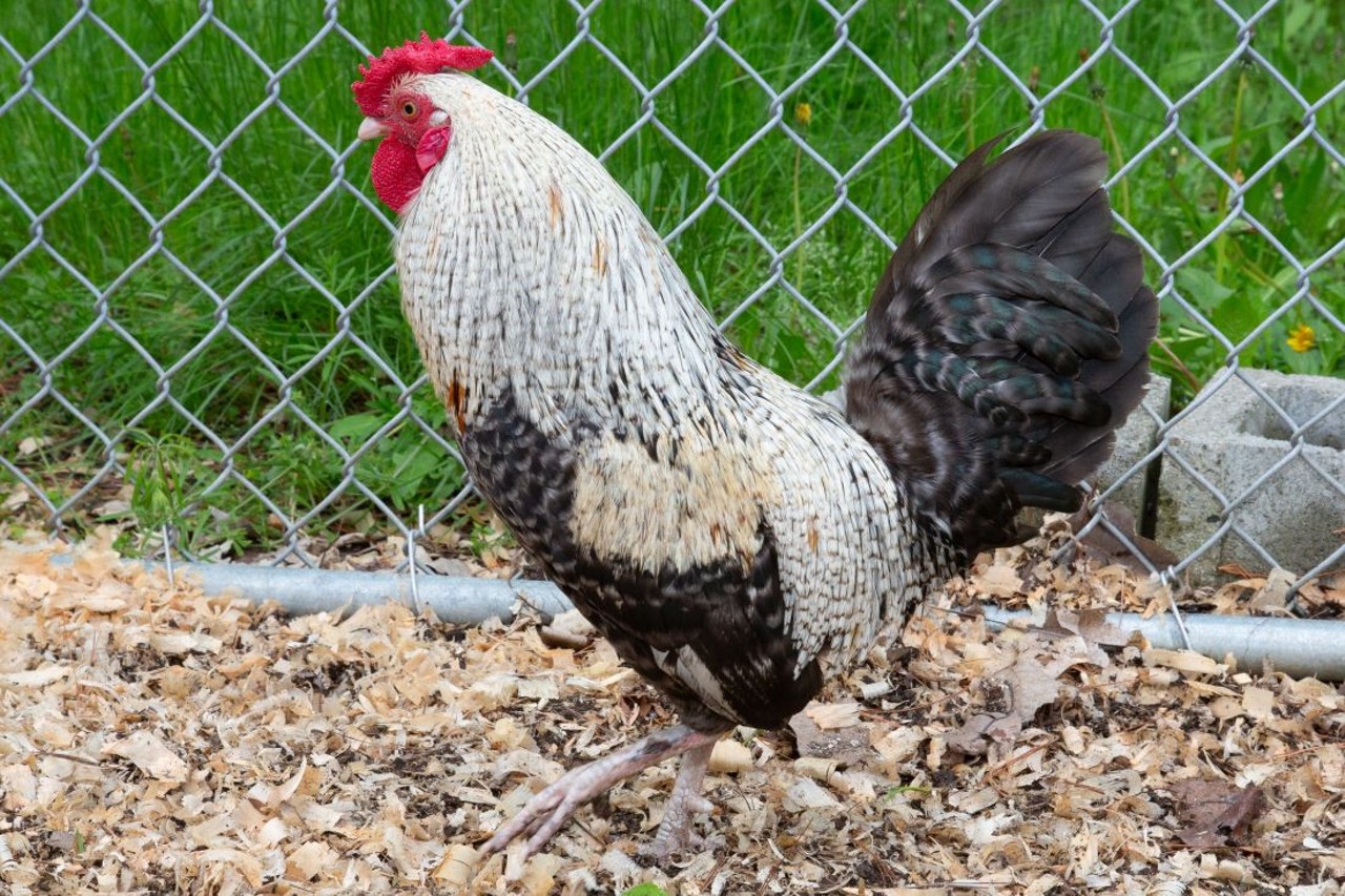 NAME: Harold
GENDER: Male
BREED: Chicken
AGE: 1 year, 1 month
SPECIAL CONSIDERATIONS: None
REASON I CAME TO MHS: Rescued in Detroit
LOCATION: Rochester Hills Center for Animal Care
ID NUMBER: 868407