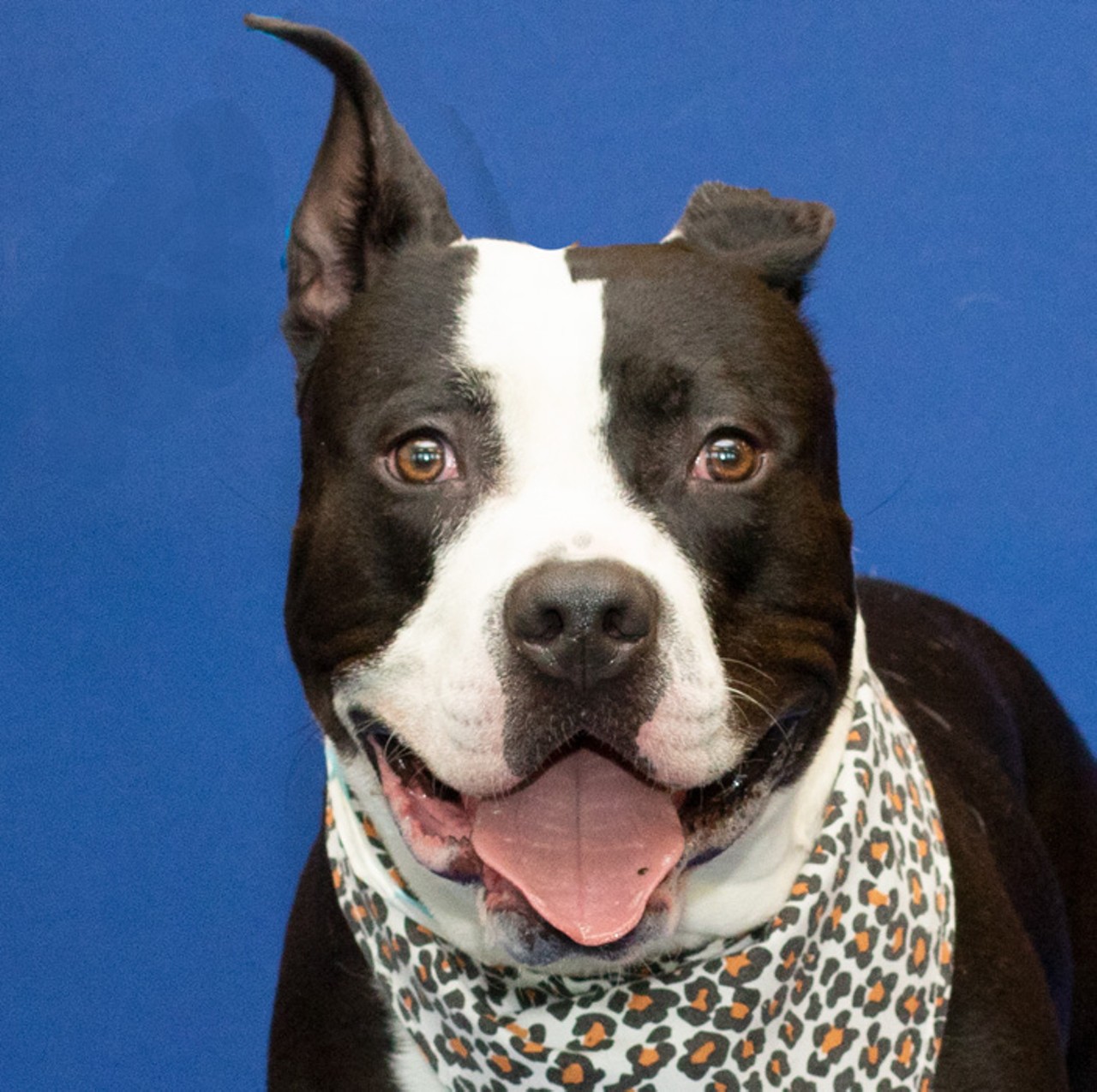 NAME: Buster
GENDER: Male
BREED: Pit Bull
AGE: 1 years, 6 months
WEIGHT: 83 pounds
SPECIAL CONSIDERATIONS: None
REASON I CAME TO MHS: Owner surrender
LOCATION: Berman Center for Animal Care
ID NUMBER: 869468