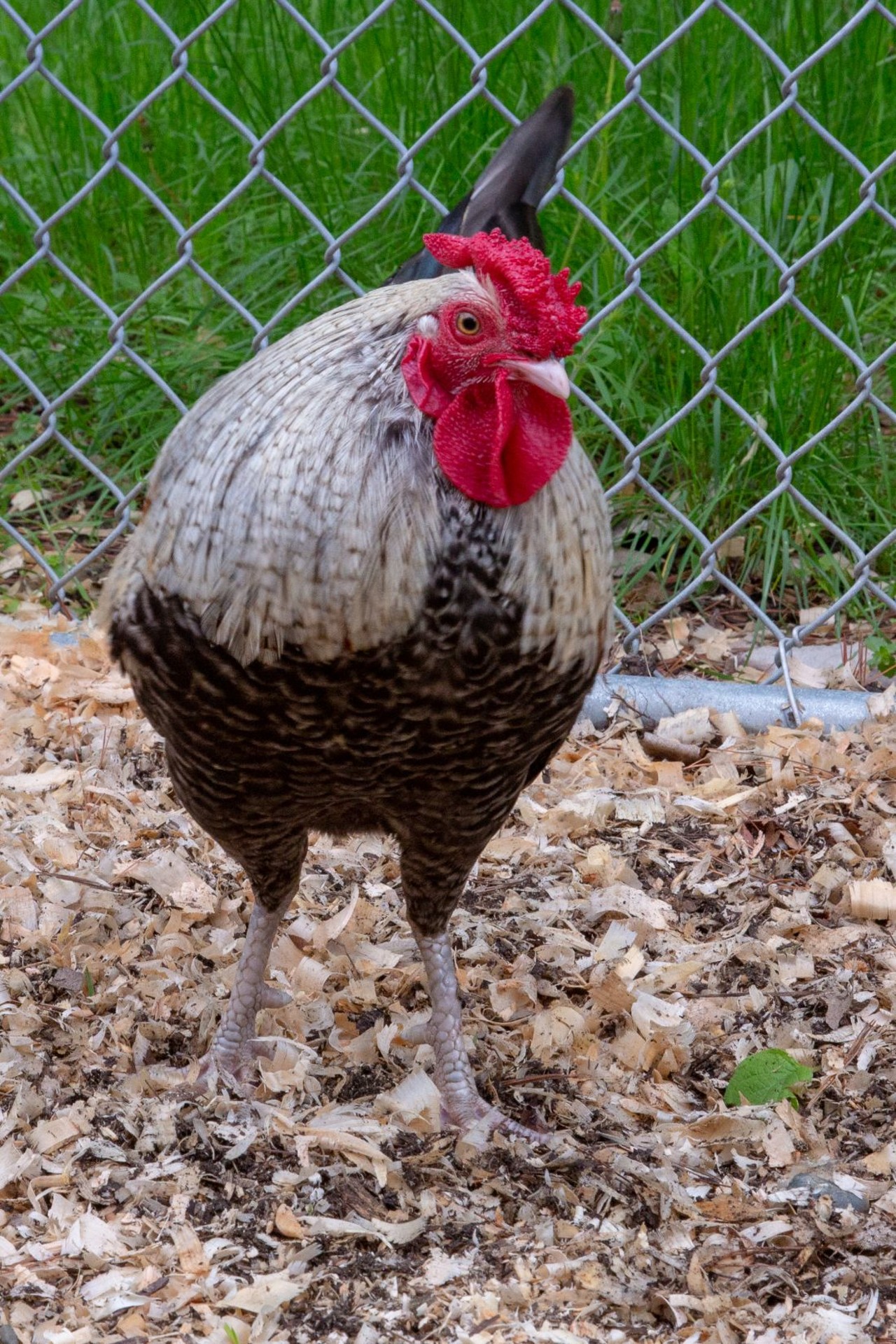 NAME: Harold
GENDER: Male
BREED: Chicken
AGE: 1 year, 1 month
SPECIAL CONSIDERATIONS: None
REASON I CAME TO MHS: Rescued in Detroit
LOCATION: Rochester Hills Center for Animal Care
ID NUMBER: 868407