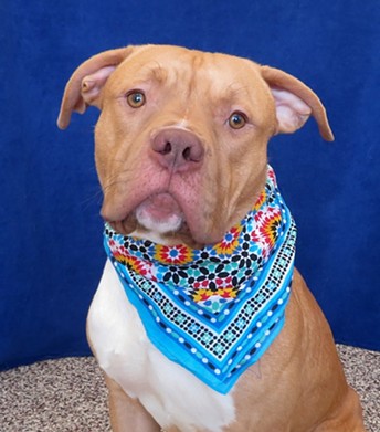NAME: Brad
    GENDER: Male
    BREED: Pit Bull Terrier
    AGE: 3 years
    WEIGHT: 62 pounds
    SPECIAL CONSIDERATIONS: Very active and energetic
    REASON I CAME TO MHS: Agency transfer
    LOCATION: Mackey Center for Animal Care in Detroit
    ID NUMBER: 862158