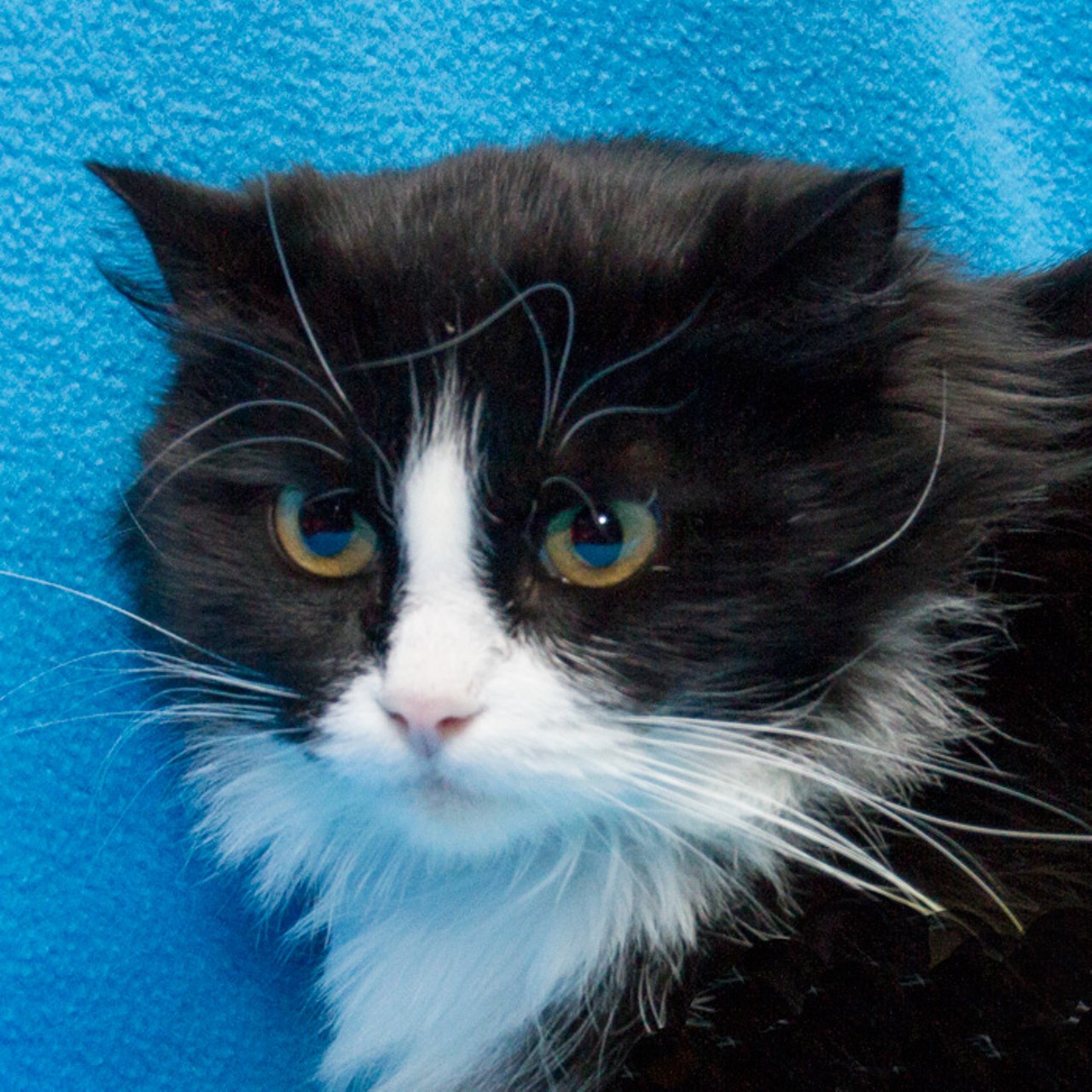 NAME: Esmeralda
GENDER: Female
BREED: Domestic Medium Hair
AGE: 4 years, 1 month
WEIGHT: 9 pounds
SPECIAL CONSIDERATIONS: None
REASON I CAME TO MHS: Homeless in Redford
LOCATION: Petco of Sterling Heights
ID NUMBER: 862651